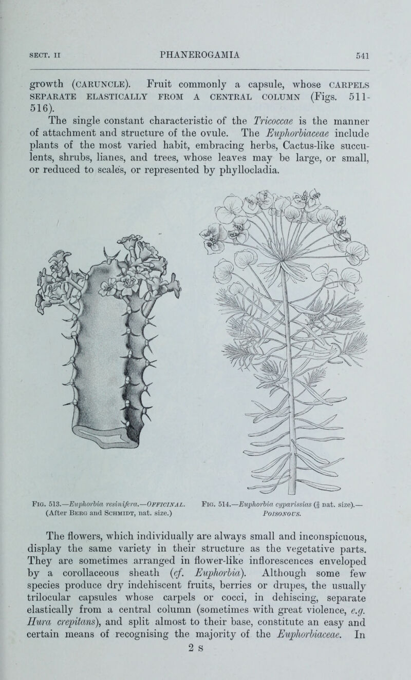 growth (caruncle). Fruit commonly a capsule, whose carpels SEPARATE ELASTICALLY FROM A CENTRAL COLUMN (FigS. 511- 516). The single constant characteristic of the Tricoccae is the manner of attachment and structure of the ovule. The Uuphorbiaceae include plants of the most varied habit, embracing herbs. Cactus-like succu- lents, shrubs, lianes, and trees, whose leaves may be large, or small, or reduced to scales, or represented by phyllocladia. Fig. 513.—EupJiorUa resinifera.—Officinal. Fig. 514.—EtipJwrbia cyparissias (g nat. size).— (After Berg and Schmidt, nat. size.) Poisonous. The flowers, which individually are always small and inconspicuous, display the same variety in their structure as the vegetative parts. They are sometimes arranged in flower-like inflorescences enveloped by a corollaceous sheath {cf. Euphorbia). Although some few species produce dry indehiscent fruits, berries or drupes, the usually trilocular capsules whose carpels or cocci, in dehiscing, separate elastically from a central column (sometimes with great violence, e.g. Hum crepitans), and split almost to their base, constitute an easy and certain means of recognising the majority of the Euphorhiaceae. In