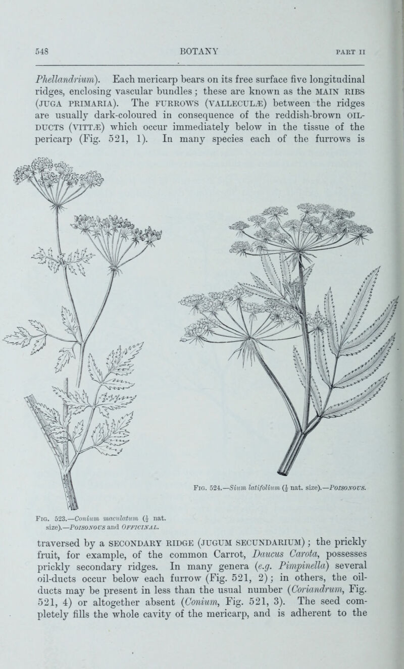 Pliellandriuni). Each mericarp bears on its free surface five longitudinal ridges, enclosing vascular bundles; these are known as the IVIAIN RIBS (JUGA primaria). The furrows (vallecul.e) between the ridges are usually dark-coloured in consequence of the reddish-brown oil- ducts (vitt.e) ^vhich occur immediately below in the tissue of the pericarp (Fig. 521, 1). In many species each of the furrows is Fig. 523.—Conium 'iiiaculatum (h nat. size).—Po/50.vors and Officij^al. traversed by a secondary ridge (jugum secundarium) ; the prickly fruit, for example, of the common Carrot, Daucus Carota, possesses prickly secondary ridges. In many genera (e.g. Pimjpinella) several oil-ducts occur below each furrow (Fig. 521, 2); in others, the oil- ducts may be present in less than the usual number (Coriandriim, Fig. 521, 4) or altogether absent (Conium, Fig. 521, 3). The seed com- pletely fills the whole cavity of the mericarp, and is adherent to the