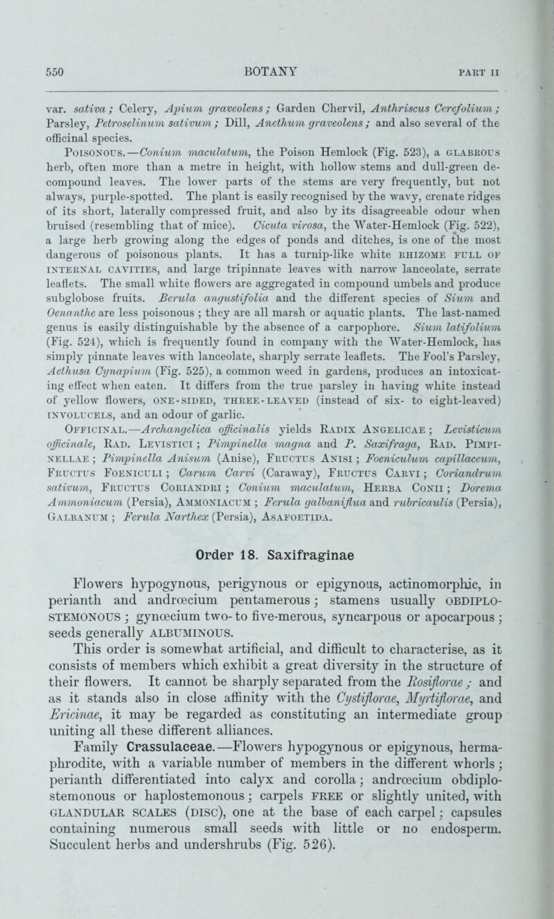 var. sativa; Celery, Apium graveolens; Garden Chervil, Anthriscus CerefoUum; Parsley, Petroselinum sativum ; Dill, Anethum graveolens ; and also several of the officinal species. Poisonous.—Conium maculatum, the Poison Hemlock (Fig. 523), a glabrous herb, often more than a metre in height, with holloAV stems and dull-green de- compound leaves. The lower parts of the stems are very frequently, but not always, purple-spotted. The plant is easily recognised by the wavy, crenate ridges of its short, laterally compressed fruit, and also by its disagreeable odour when bruised (resembling that of mice). Cicuta virosa, the Water-Hemlock (Fig. 522), a large herb growing along the edges of ponds and ditches, is one of the most dangerous of poisonous plants. It has a turnip-like white ehizome full of INTERNAL CAVITIES, and large tripinnate leaves with narrow lanceolate, serrate leaflets. The small white flowers are aggregated in compound umbels and produce subglobose fruits. Bcrula angustifolia and the different species of Sium and Oenanthe are less poisonous ; they are all marsh or aquatic plants. The last-named genus is easily distinguishable by the absence of a carpophore. Sium latifolium (Fig. 524), which is frequently found in company with the Water-Hemlock, has simply pinnate leaves with lanceolate, sharply serrate leaflets. The Fool's Paisley, Aethusa Cynainiim (Fig. 525), a common weed in gardens, produces an intoxicat- ing efiect when eaten. It differs from the true parsley in having white instead of yellow flowers, one-sided, three-leaved (instead of six- to eight-leaved) INVOLUCELS, and an odour of garlic. Officinal.—Archangelica officinalis yields Radix Angelicae ; Levisticum officinale, Rad. Levistici ; Pimpinella magna and P. Saxifraga, Rad. Pimpi- nellae ; Pimpinella Anisum (Anise), Fructus Anisi ; Foeniculum capillaceum, Fructus Foeniculi ; Carum Carvi (Caraway), Fructus Carvi ; Coriandrum sativum, Fructus Coriandri ; Conium maculatum, Herba Conii ; Dorema Ammoniacum (Persia), Ammoniacum ; Ferula galhanijiua and ruhricaulis (Persia), Galbanum ; Ferula Narthex (Persia), Asafoetida. Order 18. Saxifraginae Flowers hypogynous, perigynous or epigynous, actinomorpluc, in perianth and androecium pentamerous; stamens usually obdiplo- STEMONOUS ; gynoecium two- to five-merous, syncarpous or apocarpous ; seeds generally ALBUMINOUS. This order is somewhat artificial, and difficult to characterise, as it consists of members which exhibit a great diversity in the structure of their flowers. It cannot be sharply separated from the Bosiflome ; and as it stands also in close affinity with the Cijstiflorae, Mi/rtiflorae, and Ericinae, it may be regarded as constituting an intermediate group uniting all these different alliances. Family Crassulaeeae.—Flowers hypogynous or epigynous, herma- phrodite, with a variable number of members in the different whorls; perianth differentiated into calyx and corolla; andro3cium obdiplo- stemonous or haplostemonous; carpels free or slightly united, with GLANDULAR SCALES (disc), One at the base of each carpel: capsules containing numerous small seeds with little or no endosperm. Succulent herbs and undershrubs (Fig. 526).