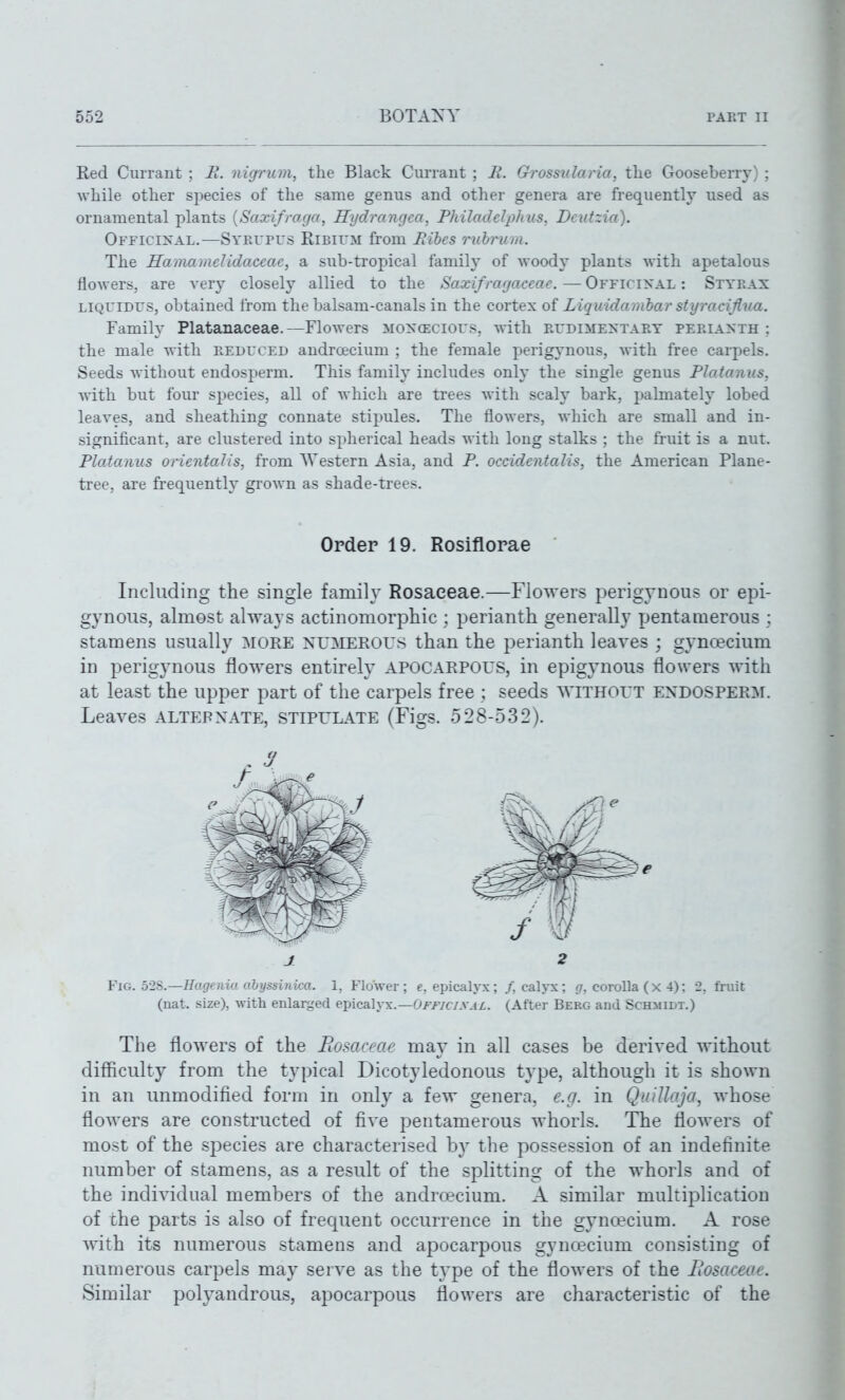 Red Currant ; B. nigrum, the Black Currant ; R. Grossularia, tlie Gooseberry) ; while other species of the same genus and other genera are fi-equently used as ornamental plants {Saxifraga, Hydrangea, Philadelphus, Dcutzia). Officikal.-—Syevpus Ribii'm from Itil)es ruhrum. The Haiiiaraelidaceac, a sub-tropical family of woody plants with apetalous flowers, are very closely allied to the Saxifragaceae. — Officinal : Styeax LIQX'IDITS, obtained from the balsam-canals in the cortex of Liquidariibar styraciflua. Family Platanaceae.—Flowers MOX(ECiors, with kudimentart perianth : the male with reduced androecium ; the female perigynous, with free carpels. Seeds Avithout endosperm. This family includes only the single genus Platanus, with but four species, all of which are trees with scaly bark, palmately lobed leaves, and sheathing connate stipules. The flowers, which are small and in- significant, are clustered into spherical heads with long stalks ; the fruit is a nut. Platanus oricntalis, from Western Asia, and P. occidentalis, the American Plane- tree, are frequently grown as shade-trees. Order 19. Rosiflorae Including the single family Rosaceae.—Flowers perigynous or epi- gynous, almost always actinomorphic ; perianth generally pentamerous ; stamens usually more NUMEROUS than the perianth leaves ; gynoecium in perigynous flowers entirely APOCARPOUS, in epigynous flowers with at least the upper part of the carpels free ; seeds without ENDOSPER:\r. Leaves alternate, stipulate (Figs. 528-532). JL 2 Fig. 52S.—Hagenw ahyssinim. 1, Flower ; e, epicalyx; /, calyx; g, corolla (x 4); 2, fruit (nat. size), with enlarged epicalyx.—O/'/'/CAV.^/;. (After Berg and Schmidt.) The flowers of the Romceac may in all cases be derived without difficulty from the typical Dicotyledonous type, although it is shown in an unmodified form in only a few genera, e.g. in QuiUaja, whose flowers are constructed of five pentamerous whorls. The flowers of most of the species are characterised by the possession of an indefinite number of stamens, as a result of the splitting of the whorls and of the individual members of the androecium. A similar multiplication of the parts is also of frequent occurrence in the gynoecium. A rose with its numerous stamens and apocarpous gyncecium consisting of numerous carpels may serve as the type of the flowers of the liosaceae. Similar polyandrous, apocarpous flowers are characteristic of the