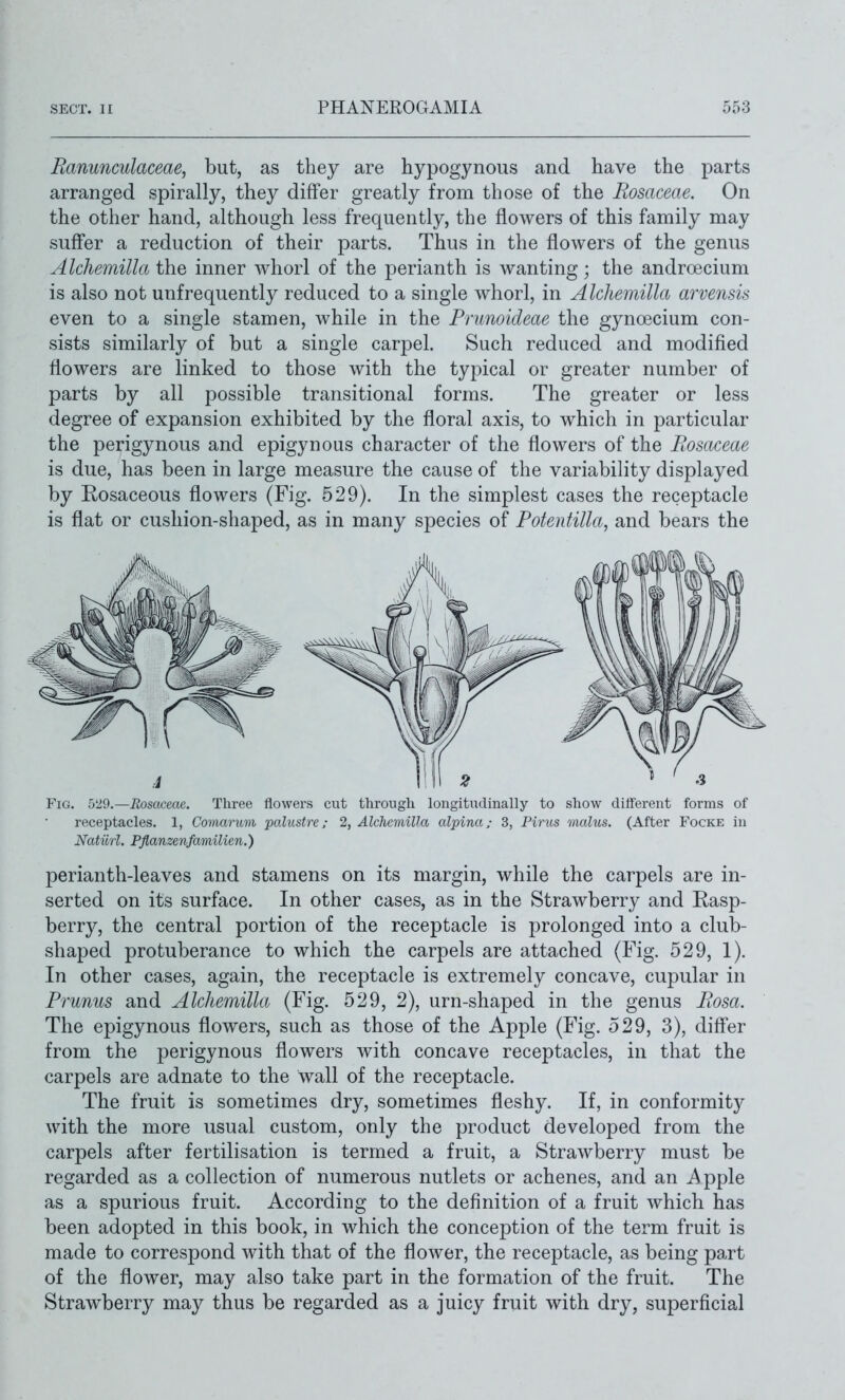 Banunculaceae, but, as they are hypogynous and have the parts arranged spirally, they differ greatly from those of the Eosaceae. On the other hand, although less frequently, the flowers of this family may suff'er a reduction of their parts. Thus in the flowers of the genus Alcliemilla the inner whorl of the perianth is wanting; the androecium is also not unfrequently reduced to a single whorl, in Alcliemilla arvensu even to a single stamen, while in the Prunoideae the gynoecium con- sists similarly of but a single carpel. Such reduced and modified flowers are linked to those with the typical or greater number of parts by all possible transitional forms. The greater or less degree of expansion exhibited by the floral axis, to which in particular the perigynous and epigynous character of the flowers of the Eosaceae is due, has been in large measure the cause of the variability displayed by Eosaceous flowers (Fig. 529). In the simplest cases the receptacle is flat or cushion-shaped, as in many species of Potentilla, and bears the Fig. 529.—Rosaceae. Three flowers cut through longitudinally to show ditterent forms of receptacles. 1, Comantm palustre; 2, AlchemiUa alpina; 3, Pirus malus. (After Focke in Natilrl. Pflanzenfamilien.) perianth-leaves and stamens on its margin, while the carpels are in- serted on its surface. In other cases, as in the Strawberry and Easp- berry, the central portion of the receptacle is prolonged into a club- shaped protuberance to which the carpels are attached (Fig. 529, 1). In other cases, again, the receptacle is extremely concave, cupular in Prunus and AlchemiUa (Fig. 529, 2), urn-shaped in the genus Eosa. The epigynous flowers, such as those of the Apple (Fig. 529, 3), diff'er from the perigynous flowers with concave receptacles, in that the carpels are adnate to the wall of the receptacle. The fruit is sometimes dry, sometimes fleshy. If, in conformitj^ with the more usual custom, only the product developed from the carpels after fertilisation is termed a fruit, a Strawberry must be regarded as a collection of numerous nutlets or achenes, and an A pple as a spurious fruit. According to the definition of a fruit which has been adopted in this book, in which the conception of the term fruit is made to correspond with that of the flower, the receptacle, as being part of the flower, may also take part in the formation of the fruit. The Strawberry may thus be regarded as a juicy fruit with dry, superficial