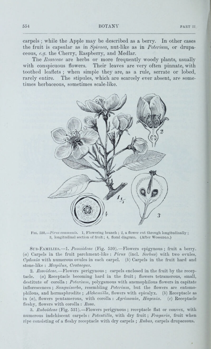 carpels ; while the Apple may be described as a berry. In other cases the fruit is capsular as in Spiraea, nut-like as in Poterium, or drupa- ceous, e.g. the Cherry, Raspberry, and Medlar. The FiOsaceae are herbs or more frequently woody plants, usually with conspicuous flowers. Their leaves are very often pinnate, with toothed leaflets ; when simple they are, as a rule, serrate or lobed, rarely entire. The stipules, which are scarcely ever absent, are some- times herbaceous, sometimes scale-like. Fig. b2>0.—Pirns communis. 1, Flowering branch ; 2, a flower cut through longitudinally ; 3, longitudinal section of fruit; 4, floral diagram. (After Wossidlo.) Sub-Families.—1. Pomoidcae (Fig. 530).—Flowers epigynous ; fruit a berry. («) Carpels in the fruit parchment-like : Pirus (inch Sorhiis) with two ovules, Cydonia with numerous ovules in each carpel, {h) Carpels in the fruit hard and stone-like : 3Iespilus, Crataegus. 2. Rosoideae.—Flowers perigynous ; carpels enclosed in the fruit by the recep- tacle, (a) Receptacle becoming hard in the fruit; flowers tetramerous, small, destitute of corolla : Poterium, polygamous with anemophilous flowers in capitate inflorescences ; Sangiiisorba, resembling Poterium, but the flowers are entomo- philous, and hermaphrodite ; Alchemilla, flowers with epicalyx. (&) Receptacle as in (a), flowers pentamerous, with corolla : Agrimonia, Hagenia. (c) Receptacle fleshy, flowers with corolla : Rosa. 3. Ruboideae (Fig. 531).—Flowers perigynous ; receptacle flat or convex, with numerous indehiscent carpels : Potentilla, with dry fruit; Fragaria, fruit when ripe consisting of a flesh} receptacle with dry carpels ; Rubus, carpels drupaceous.