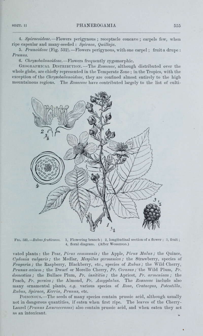 4. Spiraeoicleae.—Flowers perigynous ; receptacle concave ; carpels few, when ripe capsular and many-seeded : Spii^aea, Quillaja. 5. Prunoideae (Fig. 532).—Flowers perigynous, with one carpel ; fruit a drupe : Prunus. 6. Chrysohalanoideac.—Flowers frequently zygomorphic. Geographical Distribution.—The Eosaceae, although distributed over the whole globe, are chiefly represented in the Temperate Zone ; in the Tropics, with the exception of the Chrysohalanoideae, they are confined almost entirely to the high mountainous regions. The Posaceae have contributed largely to the list of culti- FiG, 531.—Rnhns fruticosus. 1, Flowering branch ; 2, longitudinal section of a flower ; ;!, fruit; 4, floral diagram. (After Wossidlo.) vated plants : the Pear, Pints communis; the Apple, Pirus Malus; the Quince, Cydonia vulgaris; the Medlar, 3Iespilus germanica; the StraAvberry, species of Fragaria; the Raspberry, Blackberry, etc., species oi Pubus; the Wild Cherry, Prunus avium; the Dwarf or Morello Cherry, Pr. Cerasus; the Wild Plum, Pr. domestical; the Bullace Plum, Pr. insititia; the Apricot, Pr. armeniaca; the Peach, Pr. pcrsica; the Almond, Pr. Amygdalus. The Rosaceae include also many ornamental plants, e.g. various species of Rosa, Crataegus, Potentilla, Rubus, Spiraea, Kerria, Prunus, etc. Poisonous.—The seeds of many species contain prussic acid, although usually not in dangerous quantities, if eaten when first ripe. The leaves of the Cherry- Laurel {Prunus Lauroccrasus) also contain prussic acid, and when eaten they act as an intoxicant.