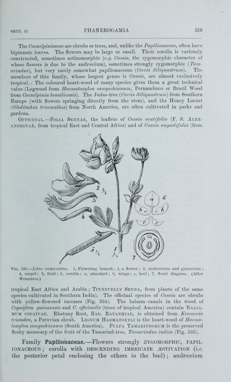 The Caesalpiniaceae are shrubs or trees, and, unlike the Pcqnlionaceae, often have bipinnate leaves. The flowers may be large or small. Their corolla is variously constructed, sometimes actinomorphic {e.g. Cassia, the zygomorphic character of whose flowers is due to the andrcecium), sometimes strongly zygomorphic {Tam- arindus), but very rarely somewhat papilionaceous {Cercis Siliquastrum). The members of this family, whose largest genus is Cassia, are ahnost exclusively tropical. The coloured heart-wood of many species gives them a great technical value (Logwood from Haematoxylon camiieehianum, Pernambuco or Brazil Wood from Caesalpinia hrasiliensis). The Judas-tree {Cercis Siliquastruni) from Southern Europe (with flowers springing directly from the stem), and the Honey Locust {Gleditschia triacanthos) from North America, are often cultivated in parks and gardens. Officinal.—Folia Sennae, the leaflets of Cassia acutifolia (F. S. Alex- AXDRIXAE, from tropical East and Central Africa) and of Cassia angustifolia (from Fig. 536.—Lotus corniculatus. 1, Flowering branch; 2, a flower; 3, androeciuni and gynoeciiun ; 4, carpel; 5, fruit; 6, corolla ; o, standard ; b, wings ; c, keel; 7, floral diagram. (After WOSSIDLO.) tropical East Africa and Arabia ; Tinnevelly Senna, from plants of the same species cultivated in Southern India). The officinal species of Cassia are shrubs with yellow-flowered racemes (Fig, 534). The balsam-canals in the Avood of Copaifera guianensis and C. officinalis (trees of tropical America) contain Balsa- MFM COPAIVAE, Rliatany Root, Rad. Ratanhiae, is obtained from Krameria triandra, a Peruvian shrub. Lignum Haematoxyli is the heart-wood of Haema- toxylon campechianum (South America). Pulpa Tamarindorum is the preserved fleshy mesocarp of the fruit of the Tamarind-tree, Tamarindus indica (Fig. 535). Family Papilionaeeae.—Flowers strongly zygomorphic, papil- ionaceous ; corolla with DESCENDING IMBRICATE .ESTIVATION {i.e. the posterior petal enclosing the others in the bud); andrcecium