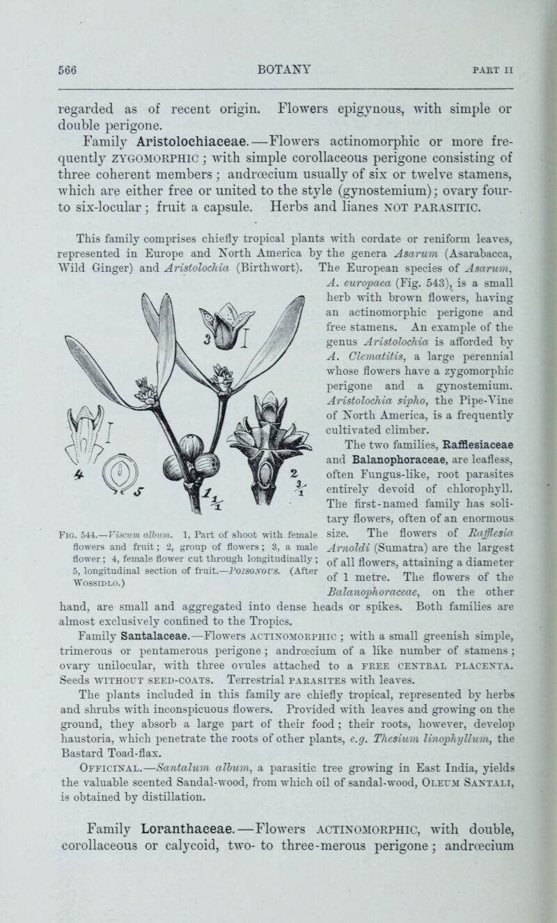 regarded as of recent origin. Flowers epigyuous, with simple or double perigone. Family Aristoloehiaeeae.—Flowers actinomorphic or more fre- quently ZYGOMORPHic : with simple corollaceous perigone consisting of three coherent members : andrcecium usually of six or twelve stamens, which are either free or united to the style (gynostemium); ovary four- to six-locular; fruit a capsule. Herbs and lianes not parasitic. This family comprises chiefly tropical plants with cordate or reniform leaves, represented in Europe and North America by the genera Asarum (Asarabacca, Wild Ginger) and Aristolochia (Birthwort). The European species of Asarum, A. europaea (Fig. 543), is a small herb with brown flowers, having an actinomorphic perigone and free stamens. An example of the genus Aristolochia is aftbrded by A. Chmatitis, a large perennial whose flowers have a zygomorphic perigone and a gynostemium. Aristolochia sipho, the Pipe-Yine of Xorth America, is a fiequently cultivated climber. The two families, Rafiaesiaceae aud Balanophoraceae, are leafless, often Fungus-like, root parasites entirely devoid of chlorophyll. The fii'st-named family has soli- tary flowers, often of an enormous Fig. 5U.—Vlscum album. 1, Part of shoot with female size. The flowers of JiarHcsi^ flowers and fruit; 2, group of flowers; 3, a male ArnoJdi (Sumati'a) are the largest flower; 4, female flower cut through longitudiually ; flowers, attaining a diameter 5, longitudinal section of ivmt.—Poisoyocs. (After ^ , ^ mi ^ x- xi Wossu)Lo) 01 1 metre, ihe flowers oi the Balanophoraceae, on the other hand, are small and aggregated into dense heads or spikes. Both families are almost exclusively confined to the Ti'opics, Family Santalaceae.—Flowers actinomorphic ; with a small greenish simple, trimerous or pentamerous perigone ; androecium of a like number of stamens ; ovary unilocular, with three ovules attached to a free central placenta. Seeds withoi't seed-coats. Terresti'ial paeasites with leaves. The plants included in this family are chiefly tropical, represented by herbs and shrubs with inconspicuous flowers. Provided with leaves and growing on the ground, they absorb a large part of their food ; their roots, however, develop haustoria, which penetrate the roots of other plants, e.g. Tlicsium linophylluni, the Bastard Toad-flax. Officinal.—Santalum album, a parasitic tree growing in East India, yields the valuable scented Sandal-wood, ft-om which oil of sandal-wood, Oleum Santali, is obtained by distillation. Family Lopanthaeeae.—Flowers actinomorphic, with double, corollaceous or calycoid, two-to three-merous perigone ; andrcecium