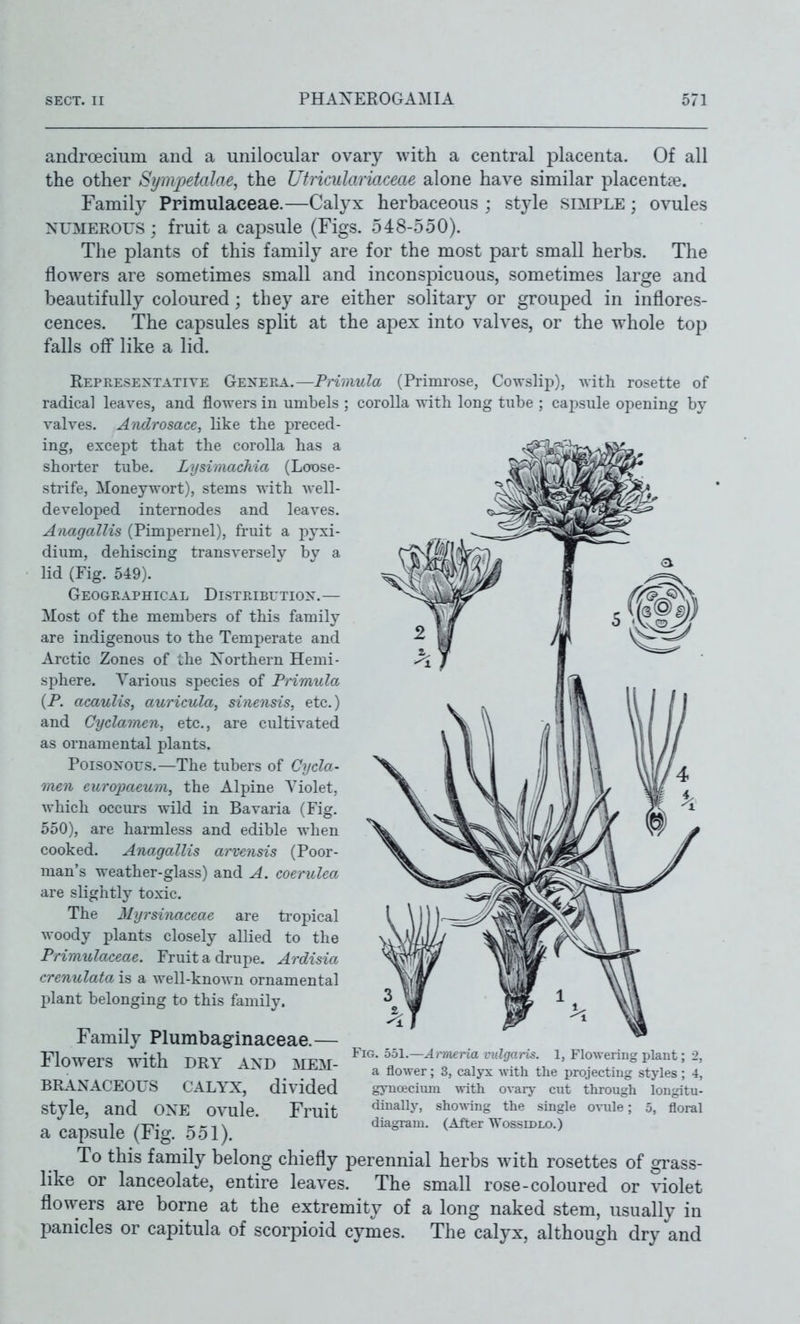 androecium and a unilocular ovary with a central placenta. Of all the other Sympetalae, the Utriculariaceae alone have similar placentae. Family Primulaeeae.—Calyx herbaceous ; style simple ; ovules NUMEROUS; fruit a capsule (Figs. 548-.550). The plants of this family are for the most part small herbs. The flowers are sometimes small and inconspicuous, sometimes large and beautifully coloured; they are either solitary or grouped in inflores- cences. The capsules split at the apex into valves, or the whole top falls off* like a lid. Represextatite Genera.—Primula (Primrose, Cowslip), with rosette of radical leaves, and flowers in umbels ; corolla with long tube ; capsule opening by valves. Aiidrosace, like the preced- ing, except that the corolla has a shorter tube. LysimacMa (Loose- strife, Moneywort), stems with well- developed internodes and leaves. Aiiagallis (Pimpernel), fruit a r>yxi- dium, dehiscing transversely by a lid (Fig. 549). Geographical Distributiox.— Most of the members of this family are indigenous to the Temperate and Arctic Zones of the Xorthern Hemi- sphere. Various species of Primula (P. acaulis, auricula, sinensis, etc.) and Cyclamen, etc., are cultivated as ornamental plants. Poisonous.—The tubers of Cycla- 'men europaeum, the Alpine Yiolet, which occurs wild in Bavaria (Fig. 550), are harmless and edible when cooked. Anagallis arvensis (Poor- man's weather-glass) and A. coerulea are slightly toxic. The Myrsinaceae are ti'opical woody plants closely allied to the Primulaeeae. Fruit a drupe. Ardisia crenulata is a well-known ornamental plant belonging to this family. Family Plumbaginaeeae.— Flowers with dry and mem- branaceous CALYX, divided style, and one ovule. Fruit a capsule (Fig. .551). To this family belong chiefly perennial herbs with rosettes of grass- like or lanceolate, entire leaves. The small rose-coloured or violet flowers are borne at the extremity of a long naked stem, usually in panicles or capitula of scorpioid cymes. The calyx, although dry and Fig. bbl.—Armeria vulgaris. I, Flowering plant; 2, a flower; 3, calyx with the projecting styles; 4, gynojcium with ovar}- cut through longitu- dinally, shoving the single ovule; 5, floral diagram. (After Wossidlo.)