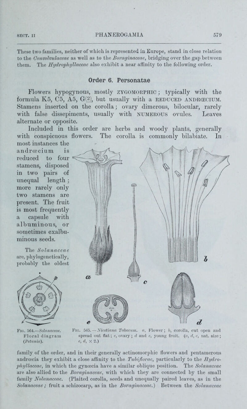 These two families, neither of which is represented in Europe, stand in close relation to the Convolvulaceae as well as to the Boraginaceae, bridging over the gap between them. The Hyclrophyllaceac also exhibit a near affinity to the following order. Order 6. Personatae Flowers hypogynous, mostly zygomorphic ; typically with the formula K5, 05, A5, G(^, but usually with a reduced andrcecium. Stamens inserted on the corolla; ovary dimerous, bilocular, rarely with false dissepiments, usually with numerous ovules. Leaves alternate or opposite. Included in this order are herbs and woody plants, generally with conspicuous flowers. The corolla is commonly bilabiate. In most instances the andrcecium is reduced to four stamens, disposed in two pairs of unequal length ; more rarely only two stamens are present. The fruit is most frequently a capsule with albuminous, or sometimes exalbu- minous seeds. The Solanaceae are, phylogenetically, probably the oldest Fig. 564.—Soktftaceae. Floral diagram {Petunia). Fig. [>C)5. — Nicotianci Tahacitm. a, Flower; spread out flat; c, ovary; d and e, yoiinj: d, X 2.) corolla, cut open and fruit. (c(, d, c, nat. size ; family of the order, and in their generally actinomorphic flowers and iDcntamerous androecia they exhibit a close affinity to the Tuhifiorac, particularly to the Hyclro- phyllaceae, in which the gyncecia have a similar oblique position. The Solanaceae are also allied to the Boraginaceae, Avith which they are connected by the small family Nolanaceae. (Plaited corolla, seeds and unequally paired leaves, as in the Solanaceae; fruit a schizocarp, as in the Boraginaceae.) Between the Solanaceae