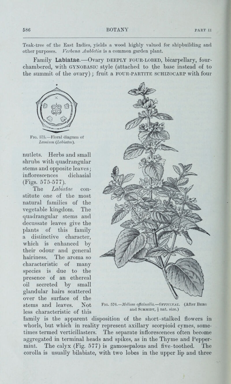 Teak-tree of the East Indies, yields a Avood highly valued for shipbuilding and other purposes. Verbena Auhletia is a common garden plant. Family Labiatae.—Ovary deeply four-lobed, bicarpellary, four- chambered, with GYNOBASic style (attached to the base instead of to the summit of the ovary); fruit a four-partite schizocarp with four Fig. 575.—Floral diagram of Lamium {Lahiatcu). nutlets. Herbs and small shrubs with quadrangular stems and opposite leaves; inflorescences dichasial (Figs. 575-577). The Labiatae con- stitute one of the most natural families of the vegetable kingdom. The quadrangular stems and decussate leaves give the plants of this family a distinctive character, which is enhanced by their odour and general hairiness. The aroma so characteristic of many species is due to the presence of an ethereal oil secreted b}^ small glandular hairs scattered over the surface of the stems and leaves. Not less characteristic of this family is the apparent disposition of the short-stalked flowers in whorls, but which in reality represent axillary scorpioid cymes, some- times termed verticillasters. The separate inflorescences often become aggregated in terminal heads and spikes, as in the Thyme and Pepper- mint. The calyx (Fig. 577) is gamosepalous and five-toothed. The corolla is usually bilabiate, with two lobes in the upper lip and three Fig. 57Q.—Melissa officinalis.—Officixal. (After Berg and Schmidt, J nat. size.)