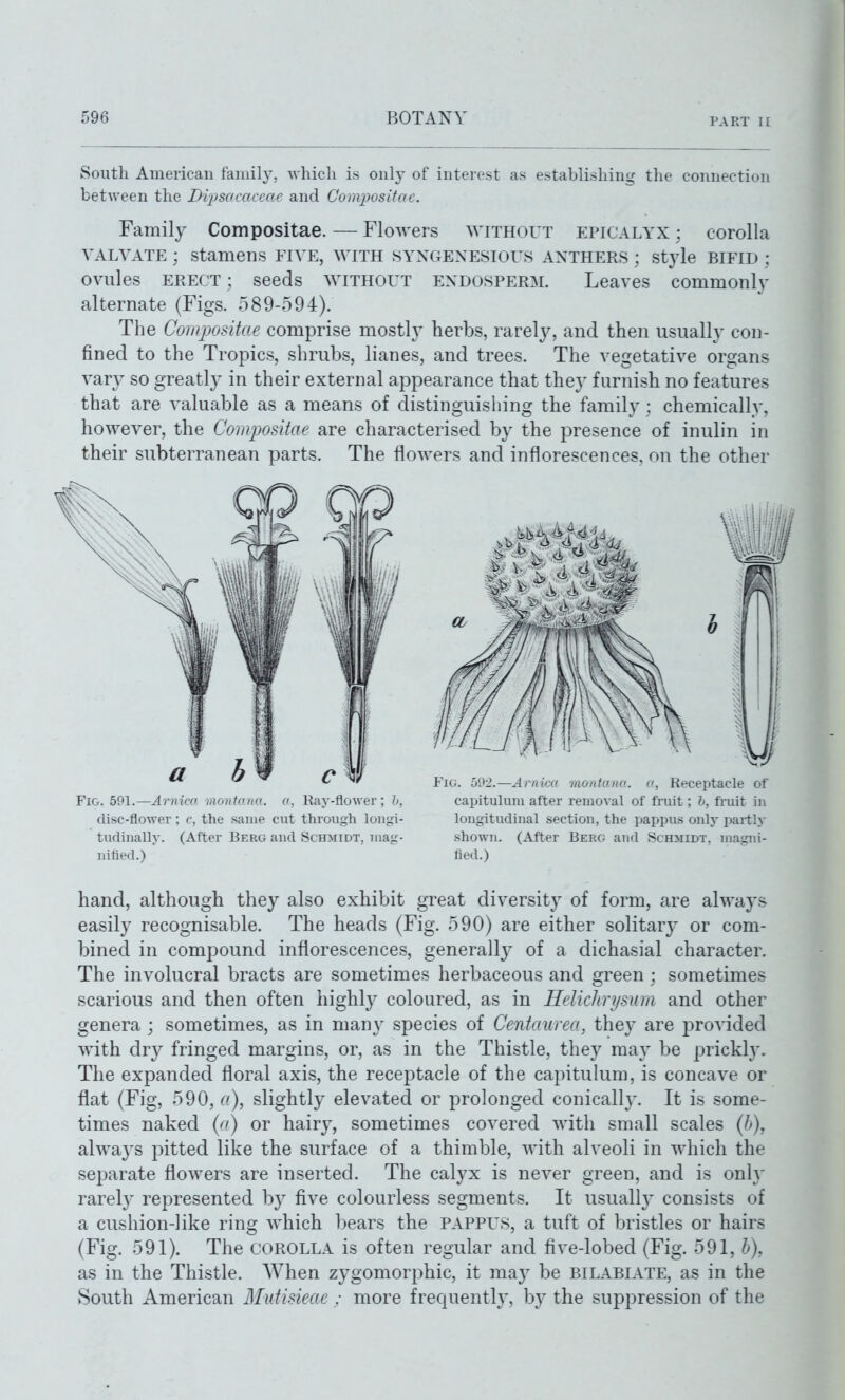 South American family, which is only of interest as establishing the connection between the Dipsacaccac and Compositac. Family Compositae. — Flowers without epicalyx ; corolla YALYATE ; stamens FIYE, with SYXGENESIOUS anthers ; style BIFID : ovules ERECT; seeds without endosperm. Leaves commonly alternate (Figs. 589-594). The Compositae comprise mostly herbs, rarel}^, and then usually con- fined to the Tropics, shrubs, lianes, and trees. The vegetative organs var}' so greatly in their external appearance that they furnish no features that are valuable as a means of distinguishing the family : chemically, however, the Compositae are characterised by the presence of inulin in their subterranean parts. The flowers and inflorescences, on the other Fig. 501.—Arnica montana. o, Ray-flower; h, disc-flower; e, the same cut through longi- tudinally. (After Berg and Schmidt, mag- nified.) Fig. 502.—Arnica montana. a, Receptacle of capitulum after removal of fruit; h, fruit in longitudinal section, the pappus only partly shown. (After Berg and Schmidt, magni- fied.) hand, although they also exhibit great diversity of form, are always easily recognisable. The heads (Fig. 590) are either solitary or com- bined in compound inflorescences, generall}- of a dichasial character. The involucral bracts are sometimes herbaceous and green ; sometimes scarious and then often highly coloured, as in Helichrysum and other genera; sometimes, as in many species of Centaurea, they are provided with dry fringed margins, or, as in the Thistle, they may be prickly. The expanded floral axis, the receptacle of the capitulum, is concave or flat (Fig, 590, a), slightly elevated or prolonged conically. It is some- times naked {a) or hairy, sometimes covered with small scales {h), alwaj's pitted like the surface of a thimble, with alveoli in which the separate flowers are inserted. The calyx is never green, and is only rarely represented by five colourless segments. It usuallj^ consists of a cushion-like ring which bears the pappus, a tuft of bristles or hairs (Fig. 591). The corolla is often regular and five-lobed (Fig. 591, h), as in the Thistle. When zygomorphic, it ma}^ be bilabiate, as in the South American Mutisieae ; more frequentl}', by the suppression of the