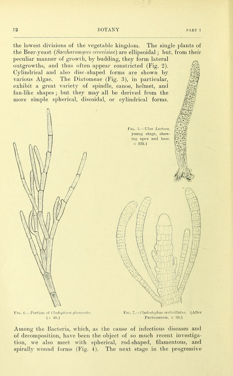 the lowest divisions of the vegetable kingdom. The single plants of the Beer-yeast (Saccharomycm cerevisiae) are ellipsoidal; but, from their peculiar manner of growth, by budding, they form lateral outgrowths, and thus often appear constricted (Fig. 2). Cylindrical and also disc-shaped forms are shown by various Algae. The Diatomeae (Fig. 3), in particular, exhibit a great variety of spindle, canoe, helmet, and fan-like shapes ; but they may all be derived from the more simple spherical, discoidal, or cylindrical forms. Fig. 5.—Vim Lactuca. j'oung stage, show- ing apex and base. X 220.) Fig. 6.—Portion of Cladophora, glomerate. (x 4S.) Fig. 7.—Cladostephus verticillatiis. (After ■ Pringshutm, X 30.) Among the Bacteria, which, as the cause of infectious diseases and of decomposition, have been the object of so much recent investiga- tion, we also meet with spherical, rod-shaped, filamentous, and spirally wound forms (Fig. 4). The next stage in the progressive