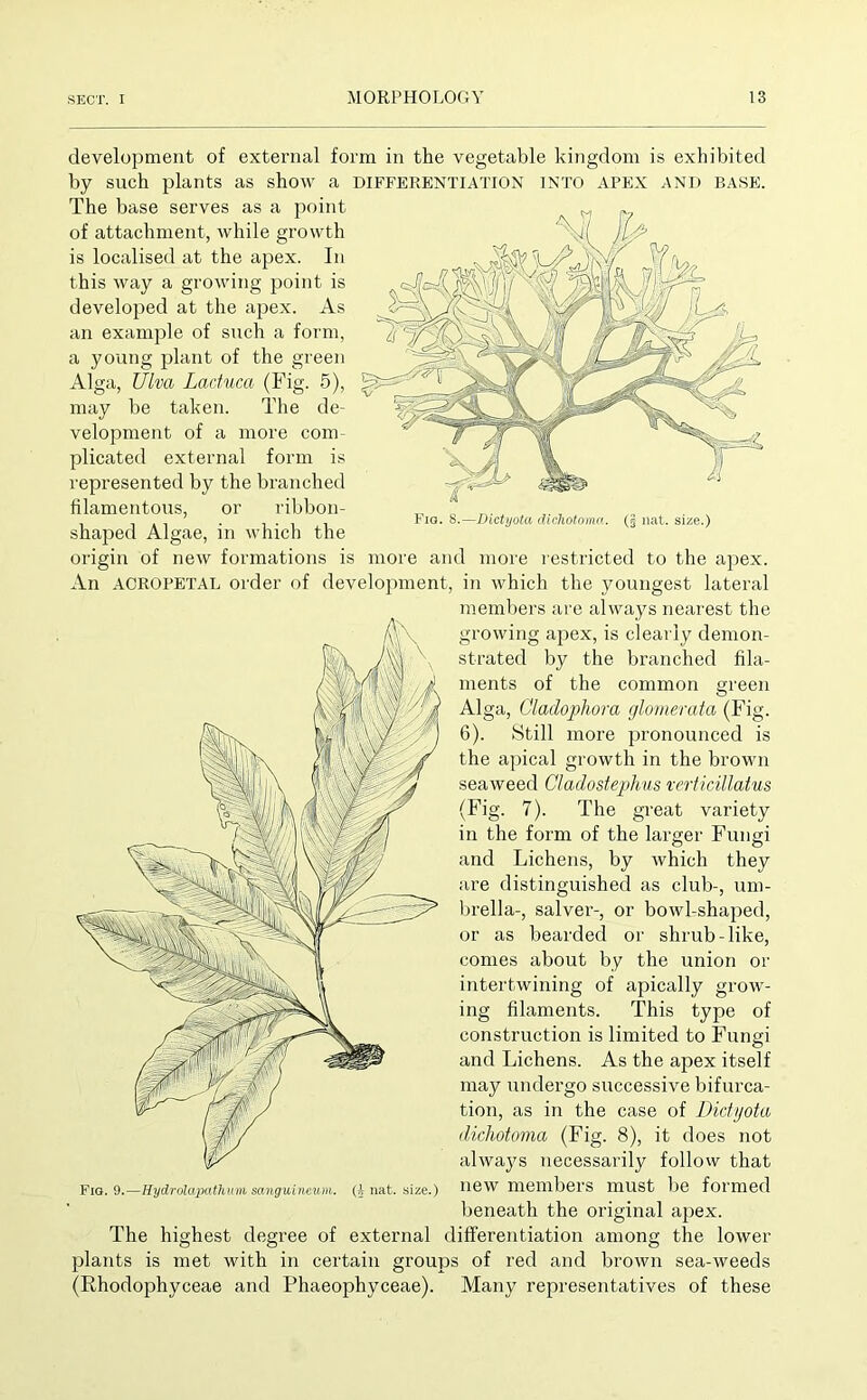 development of external form in the vegetable kingdom is exhibited by such plants as show a DIFFERENTIATION INTO APEX AND BASE. The base serves as a point of attachment, while growth is localised at the apex. In this way a growing point is developed at the apex. As an example of such a form, a young plant of the green Alga, Ulva Lactuca (Fig. 5), may be taken. The de- velopment of a more com- plicated external form is represented by the branched filamentous, or ribbon- . , 1*10.8.—Dictyota dichotoma,. (§ nat. size.) shaped Algae, in which the origin of new formations is more and more restricted to the apex. An ACROPETAL order of development, in which the youngest lateral members are always nearest the growing apex, is clearly demon- strated by the branched fila- ments of the common green Alga, Cladophora glomerata (Fig. 6). Still more pronounced is the apical growth in the brown seaweed Cladostephus verticillatus (Fig. 7). The great variety in the form of the larger Fungi and Lichens, by which they are distinguished as club-, um- brella-, salver-, or bowl-shaped, or as bearded or shrub-like, comes about by the union or intertwining of apically grow- ing filaments. This type of construction is limited to Fungi and Lichens. As the apex itself may undergo successive bifurca- tion, as in the case of Dictyota dichotoma (Fig. 8), it does not always necessarily follow that new members must be formed beneath the original apex. The highest degree of external differentiation among the lower plants is met with in certain groups of red and brown sea-weeds (Rhodophyceae and Phaeophyceae). Many representatives of these Fiq. 9.—Hydrolapatham sa/nguineum. (A nat. size.)