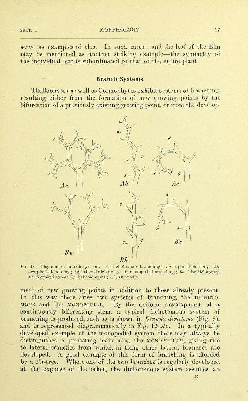 serve as examples of this. In such cases—and the leaf of the Elm may be mentioned as another striking example—the symmetry of the individual leaf is subordinated to that of the entire plant. Branch Systems Thallophytes as well as Cormophytes exhibit systems of branching, resulting either from the formation of new growing points by the bifurcation of a previously existing growing point, or from the develop- P'ig. 16.—Diagrams of branch systems. A, Dichotomous branching; Aa, equal dichotomy ; Ab, scorpioid dichotomy ; Ac, helicoid dichotomy. B, monopodial branching ; Bo. false dichotomy ; Bb, scorpioid cyme; Be, helicoid cyme ; s, sympodia. ment of new growing points in addition to those already present. In this way there arise two systems of branching, the DICHOTO- MOUS and the MONOPODIAL. By the uniform development of a continuously bifurcating stem, a typical dichotomous system of branching is produced, such as is shown in Dictyota dicliotoma (Fig. 8), and is represented diagrammatically in Fig. 16 Aa. In a typically developed example of the monopodial system there may always be distinguished a persisting main axis, the monopodium, giving rise to lateral branches from which, in turn, other lateral branches are developed. A good example of this form of branching is afforded by a Fir-tree. Where one of the two branches is regularly developed at the expense of the other, the dichotomous system assumes an C