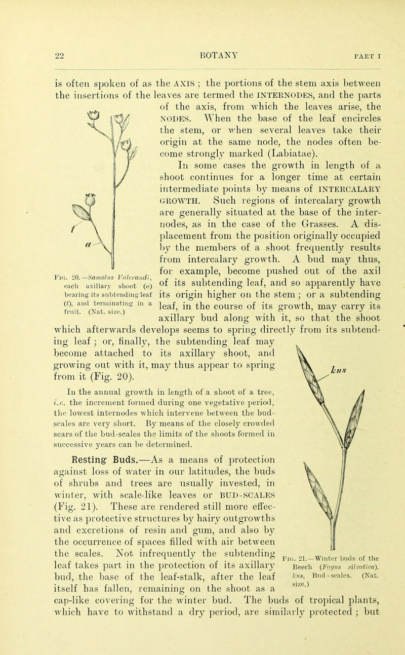 -Samolus Valeramdi, axillary shoot (a) is often spoken of as the AXIS ; the portions of the stem axis between the insertions of the leaves are termed the INTERNODES, and the parts of the axis, from which the leaves arise, the NODES. When the base of the leaf encircles the stem, or when several leaves take their origin at the same node, the nodes often be- come strongly marked (Labiatae). In some cases the growth in length of a shoot continues for a longer time at certain intermediate points by means of INTERCALARY GROWTH. Such regions of intercalary growth are generally situated at the base of the inter- nodes, as in the case of the Grasses. A dis- placement from the position originally occupied by the members of a shoot frequently results from intercalary growth. A bud may thus, for example, become pushed out of the axil of its subtending leaf, and so apparently have bearing its subtending leaf its origin higher on the stem; or a subtending fruitn'xat'I'iz(*TS 3 ^eaf’ In ^ie course of its growth, may carry its axillary bud along with it, so that the shoot which afterwards develops seems to spring directly from its subtend- ing leaf ; or, finally, the subtending leaf may become attached to its axillary shoot, and growing out with it, may thus appear to spring from it (Fig. 20). In the annual growth in length of a shoot of a tree, i.e. the increment formed during one vegetative period, the lowest internodes which intervene between the bud- scales are very short. By means of the closely crowded scars of the bud-scales the limits of the shoots formed in successive years can be determined. Resting Buds.—As a means of protection against loss of water in our latitudes, the buds of shrubs and trees are usually invested, in winter, with scale-like leaves or BUD-SCALES (Fig. 21). These are rendered still more effec- tive as protective structures by hairy outgrowths and excretions of resin and gum, and also by the occurrence of spaces filled with air between the scales. Not infrequently the subtending leaf takes part in the protection of its axillary bud, the base of the leaf-stalk, after the leaf itself has fallen, remaining on the shoot as a cap-like covering for the winter bud. The buds of tropical plants, which have to withstand a dry period, are similarly protected ; but Fig. 21.—Winter buds of the Beech (Fogus silvatica). lens, Bud - scales. (Nat. size.)