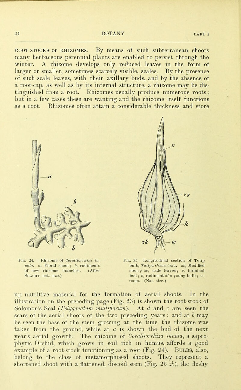 ROOT-STOCKS or rhizomes. By means of such subterranean shoots many herbaceous perennial plants are enabled to persist through the winter. A rhizome develops only reduced leaves in the form of larger or smaller, sometimes scarcely visible, scales. By the presence of such scale leaves, with their axillary buds, and by the absence of a root-cap, as well as by its internal structure, a rhizome may be dis- tinguished from a root. Rhizomes usually produce numerous roots; but in a few cases these are wanting and the rhizome itself functions as a root. Rhizomes often attain a considerable thickness and store Fig. 24. — Rhizome of Coralliorrhiza im- nata. a, Floral shoot; 6, rudiments of new rhizome branches. (After Shacht, nat. size.) Fig. 25.—Longitudinal section of Tulip bulb, Tulipa Gesneriana. zk, Modified stem ;i zs, scale leaves ; v, terminal bud ; 7c, rudiment of a young bulb ; w, roots. (Nat. size.) up nutritive material for the formation of aerial shoots. In the illustration on the preceding page (Fig. 23) is shown the root-stock of Solomon’s Seal (Polygonatum multiflorum). At d and c are seen the scars of the aerial shoots of the two preceding years ; and at b may be seen the base of the stem growing at the time the rhizome was taken from the ground, while at a is shown the bud of the next year’s aerial growth. The rhizome of Coralliorrhiza innata, a sapro- phytic Orchid, which grows in soil rich in humus, affords a good example of a root-stock functioning as a root (Fig. 24). Bulbs, also, belong to the class of metamorphosed shoots. They represent a shortened shoot with a flattened, discoid stem (Fig. 25 zk), the fleshy