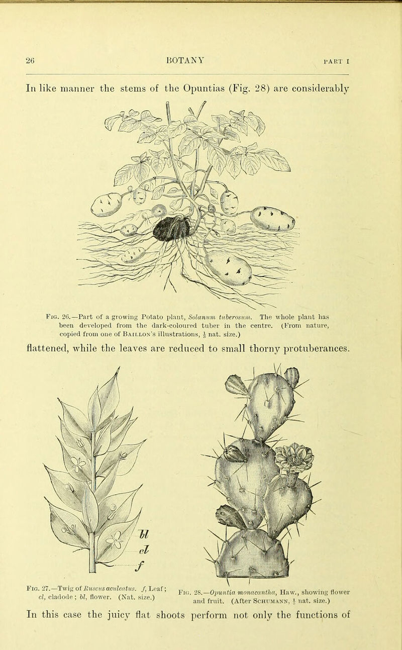 In like manner the stems of the Opuntias (Fig. 28) are considerably Fig. 26.—Part of a growing Potato plant, Solanwni tuberosum. The whole plant has been developed from the dark-coloured tuber in the centre. (From nature, copied from one of Baillon’s illustrations, J nat. size.) flattened, while the leaves are reduced to small thorny protuberances. In this case the juicy flat shoots perform not only the functions of