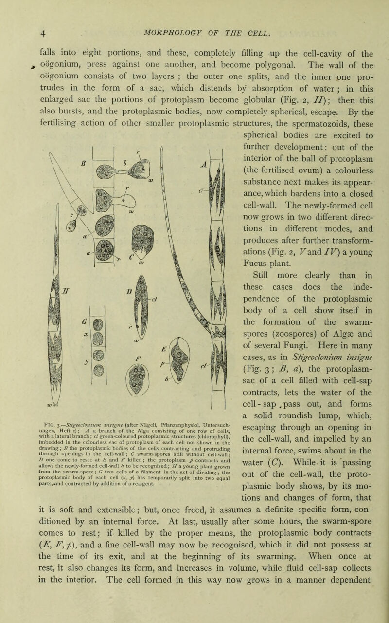 falls into eight portions, and these, completely filling up the cell-cavity of the oogonium, press against one another, and become polygonal. The wall of the oogonium consists of two layers ; the outer one splits, and the inner one pro- trudes in the form of a sac, which distends by absorption of water; in this enlarged sac the portions of protoplasm become globular (Fig. 2, //); then this also bursts, and the protoplasmic bodies, now completely spherical, escape. By the fertilising action of other smaller protoplasmic structures, the spermatozoids, these spherical bodies are excited to further development; out of the interior of the ball of protoplasm (the fertilised ovum) a colourless substance next makes its appear- ance, which hardens into a closed cell-wall. The newly-formed cell now grows in two different direc- tions in different modes, and produces after further transform- ations (Fig. 2, Vand IV) a young Fucus-plant. Still more clearly than in these cases does the inde- pendence of the protoplasmic body of a cell show itself in the formation of the swarm- spores (zoospores) of Algae and of several Fungi. Here in many cases, as in Stigeoclonium insigne (Fig. 3; B, a), the protoplasm- sac of a cell filled with cell-sap contracts, lets the water of the cell - sap . pass out, and forms a solid roundish lump, which, escaping through an opening in the cell-wall, and impelled by an internal force, swims about in the water (C). While it is passing out of the cell-wall, the proto- plasmic body shows, by its mo- tions and changes of form, that it is soft and extensible; but, once freed, it assumes a definite specific form, con- ditioned by an internal force. At last, usually after some hours, the swarm-spore comes to rest; if killed by the proper means, the protoplasmic body contracts (E, F, p), and a fine cell-wall may now be recognised, which it did not possess at the time of its exit, and at the beginning of its swarming. When once at rest, it also changes its form, and increases in volume, while fluid cell-sap collects in the interior. The cell formed in this way now grows in a manner dependent Fig. 3.—Stigeoclonium tnsigne (after Nageli, Pflanzenphysiol. Untersuch- ungen, Heft 1); A a branch of the Alga consisting of one row of cells, with a lateral branch; cl green-coloured protoplasmic structures (chlorophyll), imbedded in the colourless sac of protoplasm of each cell not shown in the drawing; B the protoplasmic bodies of the cells contracting and protruding through openings in the cell-wall; C swarm-spores still without cell-wall; D one come to rest; at E and F killed; the protoplasm p contracts and allows the newly-formed cell-wall h to be recognised ; H a young plant grown from the swarm-spore; G two cells of a filament in the act of dividing; the protoplasmic body of each cell (x, y) has temporarily split into two equal parts,.and contracted by addition of a re-.agent.