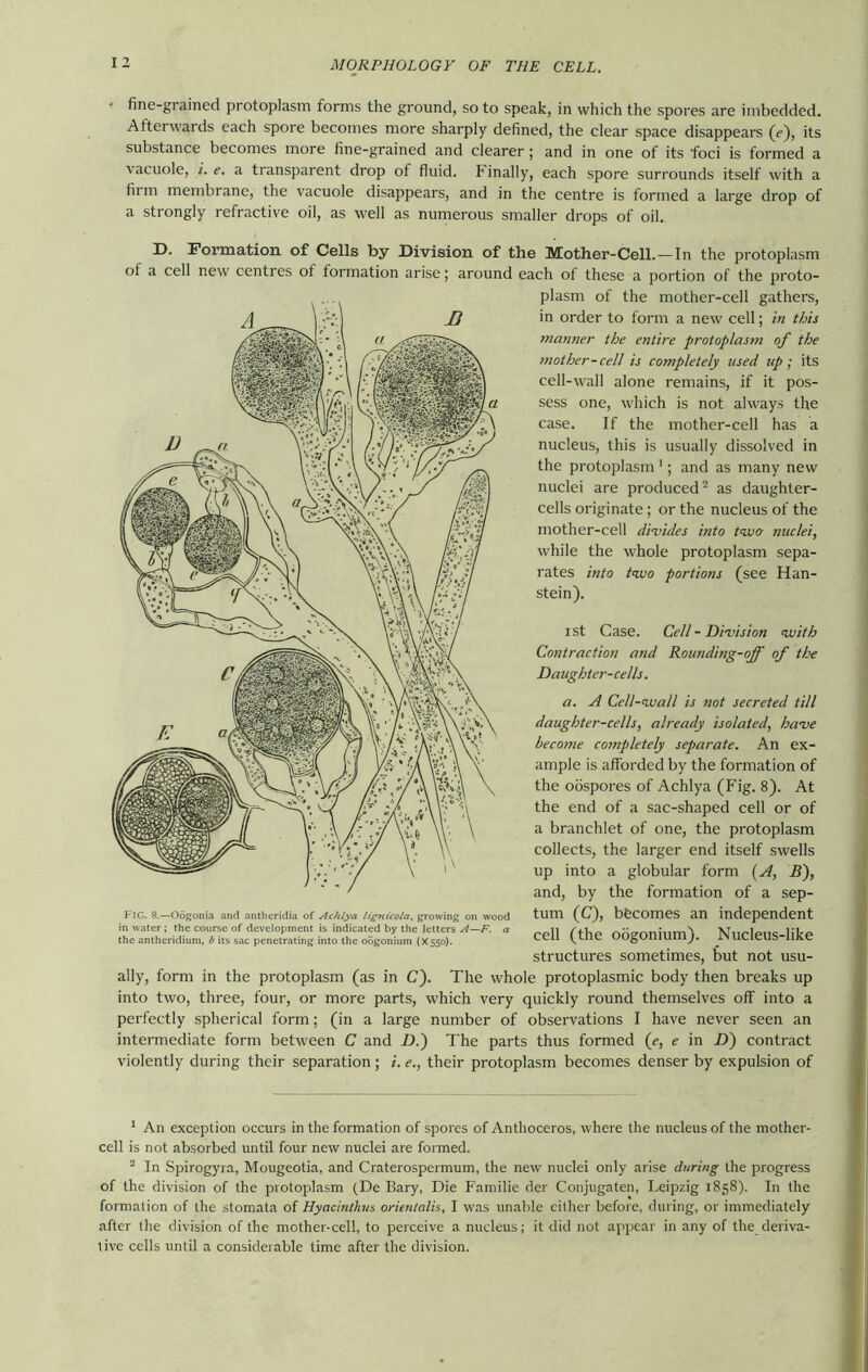 fine-grained protoplasm forms the ground, so to speak, in which the spores are imbedded. Afterwards each spore becomes more sharply defined, the clear space disappears (e), its substance becomes more fine-grained and clearer ; and in one of its foci is formed a vacuole, i. e. a transparent drop of fluid, b inally, each spore surrounds itself with a firm membrane, the vacuole disappears, and in the centre is formed a large drop of a strongly refractive oil, as well as numerous smaller drops of oil. D. Formation of Cells by Division of the Mother-Cell. — In the protoplasm of a cell new centres ot formation arise; around each of these a portion of the proto- plasm of the mother-cell gathers, n in order to form a new cell; in this manner the entire protoplasm of the mother-cell is completely used up ; its cell-wall alone remains, if it pos- sess one, which is not always the case. If the mother-cell has a nucleus, this is usually dissolved in the protoplasm1; and as many new nuclei are produced2 as daughter- cells originate; or the nucleus of the mother-cell divides into two- nuclei, while the whole protoplasm sepa- rates into two portions (see Han- stein). ist Case. Cell - Division with Contraction and Rounding-off of the Daughter-cells. a. A Cell-wall is not secreted till daughter-cells, already isolated, have become completely separate. An ex- ample is afforded by the formation of the oospores of Achlya (Fig. 8). At the end of a sac-shaped cell or of a bran chief of one, the protoplasm collects, the larger end itself swells up into a globular form (A, B), and, by the formation of a sep- tum (C), bfecomes an independent cell (the oogonium). Nucleus-like structures sometimes, but not usu- ally, form in the protoplasm (as in C). The whole protoplasmic body then breaks up into two, three, four, or more parts, which very quickly round themselves off into a perfectly spherical form; (in a large number of observations I have never seen an intermediate form between C and D.) The parts thus formed (e, e in D) contract violently during their separation; i. e., their protoplasm becomes denser by expulsion of FIG. 8.—Oogonia and antheridia of Achlya lignicola, growing on wood in water; the course of development is indicated by the letters A—F. a the antheridium, b its sac penetrating into the oogonium (X550). 1 An exception occurs in the formation of spores of Anthoceros, where the nucleus of the mother- cell is not absorbed until four new nuclei are formed. 2 In Spirogyra, Mougeotia, and Craterospermum, the new nuclei only arise during the progress of the division of the protoplasm (De Bary, Die Familie der Conjugaten, Leipzig 1858). In the formation of the stomata of Hyacintlius orientalis, I was unable either before, during, or immediately after the division of the mother-cell, to perceive a nucleus; it did not appear in any of the deriva- tive cells until a considerable time after the division.