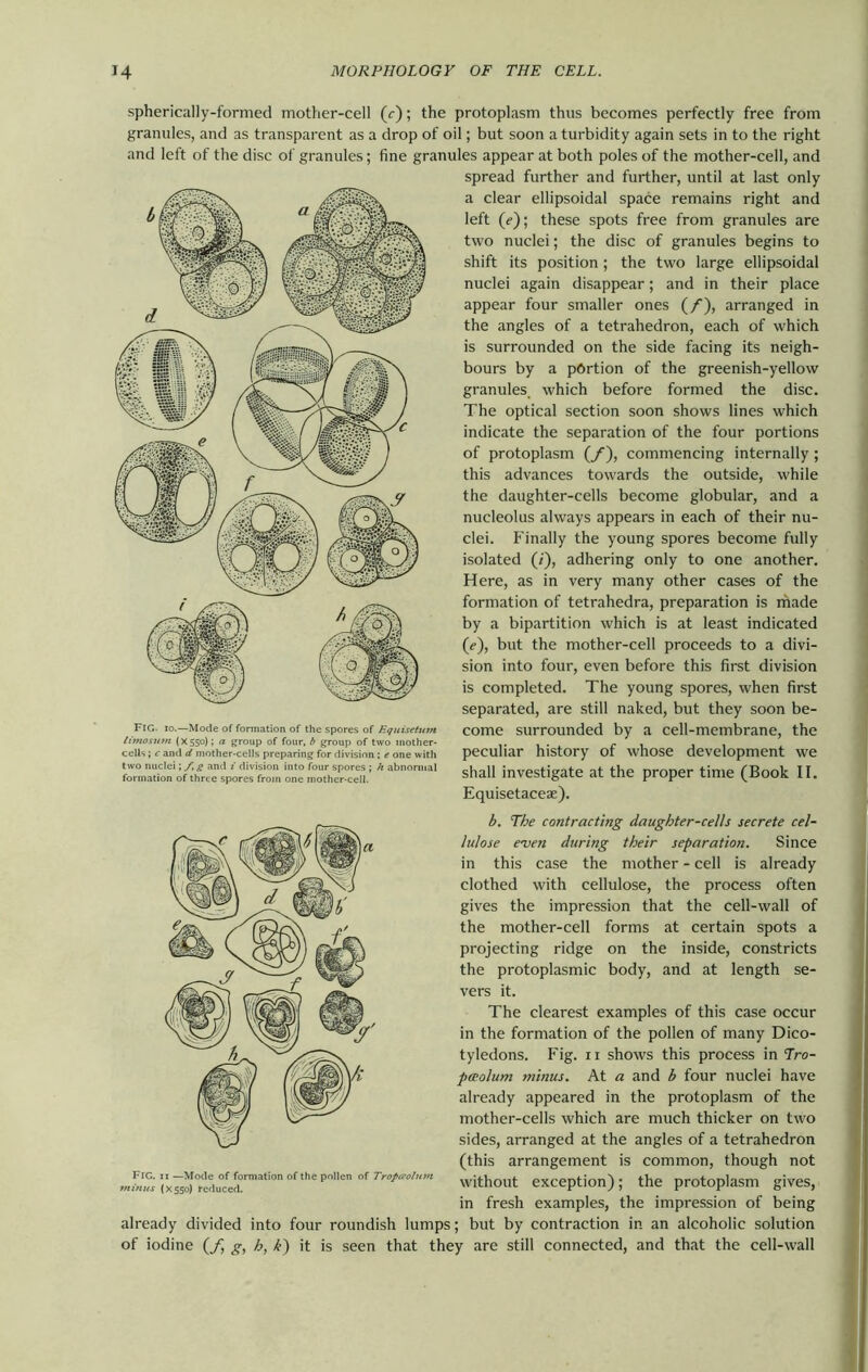 spherically-formed mother-cell (r); the protoplasm thus becomes perfectly free from granules, and as transparent as a drop of oil; but soon a turbidity again sets in to the right and left of the disc of granules; fine granules appear at both poles of the mother-cell, and FIG. io.—Mode of formation of the spores of Equisetum l into sum (X550); a group of four, b group of two mother- cells ; c and d mother-cells preparing for division ; e one with two nuclei; f,g and i division into four spores ; h abnormal formation of three spores from one mother-cell. Fig. 11 —Mode of formation of the pollen of Tropaolnm minus (X550) reduced. already divided into four roundish lum; of iodine (f g, h, h) it is seen that t spread further and further, until at last only a clear ellipsoidal space remains right and left (<“); these spots free from granules are two nuclei; the disc of granules begins to shift its position; the two large ellipsoidal nuclei again disappear; and in their place appear four smaller ones (/), arranged in the angles of a tetrahedron, each of which is surrounded on the side facing its neigh- bours by a portion of the greenish-yellow granules, which before formed the disc. The optical section soon shows lines which indicate the separation of the four portions of protoplasm (/), commencing internally ; this advances towards the outside, while the daughter-cells become globular, and a nucleolus always appears in each of their nu- clei. Finally the young spores become fully isolated (/), adhering only to one another. Here, as in very many other cases of the formation of tetrahedra, preparation is made by a bipartition which is at least indicated (?), but the mother-cell proceeds to a divi- sion into four, even before this first division is completed. The young spores, when first separated, are still naked, but they soon be- come surrounded by a cell-membrane, the peculiar history of whose development we shall investigate at the proper time (Book II. Equisetacese). b. The contracting daughter-cells secrete cel- lulose even during their separation. Since in this case the mother - cell is already clothed with cellulose, the process often gives the impression that the cell-wall of the mother-cell forms at certain spots a projecting ridge on the inside, constricts the protoplasmic body, and at length se- vers it. The clearest examples of this case occur in the formation of the pollen of many Dico- tyledons. Fig. 11 shows this process in Tro- pceolum minus. At a and b four nuclei have already appeared in the protoplasm of the mother-cells which are much thicker on two sides, arranged at the angles of a tetrahedron (this arrangement is common, though not without exception); the protoplasm gives, in fresh examples, the impression of being ; but by contraction in an alcoholic solution iy are still connected, and that the cell-wall