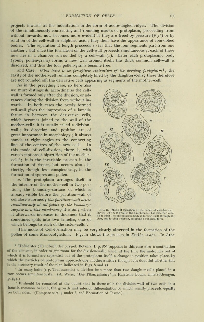 projects inwards at the indentations in the form of acute-angled ridges. The division of the simultaneously contracting and rounding masses of protoplasm, proceeding from without inwards, now becomes more evident if they are freed by pressure (b' f') or by solution of the cell-wall in sulphuric acid ; they then have the appearance of four-lobed bodies. The separation at length proceeds so far that the four segments part from one another ; but since the formation of the cell-wall proceeds simultaneously, each of these now lies in a chamber surrounded by a cell-wall (c). Later each protoplasmic body (young pollen-grain) forms a new wall around itself, the thick common cell-wall is dissolved, and thus the four pollen-grains become free. 2nd Case. When there is no perceptible contraction of the dividing protoplasm '; the cavity of the mother-cell remains completely filled by the daughter-cells; these therefore are not rounded off, the derivative cells appearing as segments of the mother-cell. As in the preceding case, so here also we must distinguish, according as the cell- wall is formed only after the division, or ad- vances during the division from without in- wards. In both cases the newly formed cell-wall gives the impression of a lamella thrust in between the derivative cells, which becomes joined to the wall of the mother-cell; it is usually called a division- wall ; its direction and position are of great importance in morphology ; it always stands at right angles to the connecting line of the centres of the new cells. In this mode of cell-division, there is, with rare exceptions, a bipartition of the mother- cell 1 2; it is the invariable process in the formation of tissues, but occurs also dis- tinctly, though less conspicuously, in the formation of spores and pollen. a. The protoplasm arranges itself in the interior of the mother-cell in two por- tions, the boundary-surface of which is already visible before the partition-wall of cellulose is formed; this partition-avail arises simultaneously at all points of, the boundary- surface as a thin membrane ; it is only when it afterwards increases in thickness that it sometimes splits into two lamellae, one of which belongs to each of the sister-cells3. This mode of Cell-formation may be very clearly observed in the formation of the pollen of some Monocotyledons. Fig. 12 shows the process in Funkia ovata. In / the FIG. 12.—Mode of formation of the pollen of Funkia ova (X550). In VII the wall of the daughter-cell has absorbed wate till it burst; its protoplasmic body is forcing itself through the cleft, and is lying before it, assuming a spherical form. 1 Ilofmeister (Handbuch der physiol. Botanik, I. p. 86) supposes in this case also a contraction of the contents, in order to get room for the division-wall; since, at the time the molecules out of which it is formed are separated out of the protoplasm itself, a change in position takes place, by which the particles of protoplasm approach one another a little; though it is doubtful whether this is the necessary result of the plan indicated in Figs. 8 and 11. a In many hairs (e.g. Tradescantia) a division into more than two daughter-cells placed in a row occurs simultaneously. (A. Weiss, ‘ Die Pflanzenhaare ’ in Karsten's Botan. Untersuchungen, p. 494.) 3 It should be remarked at the outset that in tissue-cells the division-wall of two cells is a lamella common to both, the growth and interior differentiation of which usually proceeds equally on both sides. (Compare sect. 4 under b, and Formation of Tissue.)