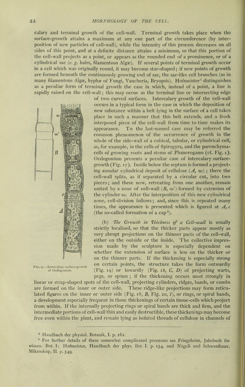 calary and terminal growth of the cell-wall. Terminal growth takes place when the surface-growth attains a maximum at any one part of the circumference (by inter- position of new particles of cell-wall), while the intensity of this process decreases on all sides of this point, and at a definite distance attains a minimum, so that this portion of the cell-wall projects as a point, or appears as the rounded end of a prominence, or of a cylindrical sac (e. g. hairs, filamentous Algae). If several points of terminal growth occur in a cell which was originally round, it may become star-shaped; if new points of growth are formed beneath the continuously growing end of sac, the sac-like cell branches (as in many filamentous Algae, hyphae of Fungi, Vaucheria, Bryopsis). Hofmeister1 distinguishes as a peculiar form of terminal growth the case in which, instead of a point, a line is rapidly raised on the cell-wall; this may occur as the terminal line or intersecting edge of two curved surfaces. Intercalary growth of the cell-wall occurs in a typical form in the case in which the deposition of new substance within a belt lying in the surface of a cell takes place in such a manner that this belt extends, and a fresh interposed piece of the cell-wall from time to time makes its appearance. To the last-named case may be referred the common phenomenon of the occurrence of growth in the whole of the side-wall of a cubical, tabular, or cylindrical cell, as, for example, in the cells of Spirogyra, and the parenchyma- cells of growing roots and stems of Phanerogams (cf. Fig. i). Oedogonium presents a peculiar case of intercalary surface- growth (Fig. 17). Inside below the septum is formed a project- ing annular cylindrical deposit of cellulose {A, w) \ there the cell-wall splits, as if separated by a circular cut, into two pieces; and these now, retreating from one another, remain united by a zone of cell-wall (B, w') formed by extension of the cylinder <w. After the interposition of this new cylindrical zone, cell-division follows; and, since this is repeated many times, the appearance is presented which is figured at A, c (the so-called formation of a cap2). (b) The Growth in Thickness of a Cell-wall is usually strictly localised, so that the thicker parts appear mostly as very abrupt projections on the thinner parts of the cell-wall, either on the outside or the inside. The collective impres- sion made by the sculpture is especially dependent on whether the extension of surface is less on the thicker or on the thinner parts. If the thickening is especially strong on certain points, the structure takes the form outwardly (Fig. 19) or inwardly (Fig. 18, C, D) of projecting warts, pegs, or spines ; if the thickening occurs most strongly in linear or strap-shaped spots of the cell-wall, projecting cylinders, ridges, bands, or combs are formed on the inner or outer side. These ridge-like projections may form reticu- lated figures on the inner or outer side (Fig. 18, B, Fig. 20, l), or rings, or spiral bands, a development especially frequent in those thickenings of certain tissue-cells which project from within. If the internally projecting rings or spiral bands are thick and firm, and the intermediate portions of cell-wall thin and easily destructible, these thickenings may become free even within the plant, and remain lying as isolated threads of cellulose in channels of Fig. 17.—Intercalary surface-growth of Oedogonium. 1 Handbuch der physiol. Botanik, I. p. 162. 2 For further details of these somewhat complicated processes see Pringsheim, Jahrbuch fur wissen. Bot. 1; Hofmeister, Handbuch der phys. Bot. I. p. 154, and Nageli und Sclnvendener, Mikroskop, II. p. 549.