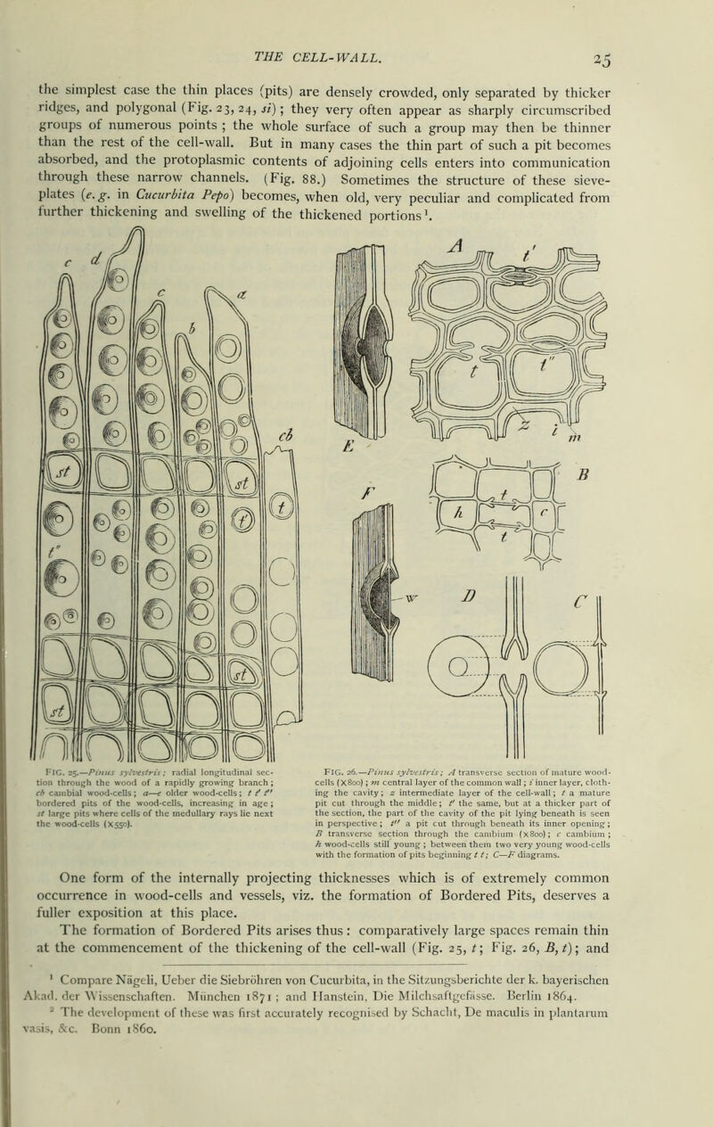 the simplest case the thin places (pits) are densely crowded, only separated by thicker ridges, and polygonal (Fig. 23, 24, si); they very often appear as sharply circumscribed groups of numerous points ; the whole surface of such a group may then be thinner than the rest of the cell-wall. But in many cases the thin part of such a pit becomes absorbed, and the protoplasmic contents of adjoining cells enters into communication through these narrow channels. (Fig. 88.) Sometimes the structure of these sieve- plates (e.g. in Cucurbita Pepo) becomes, when old, very peculiar and complicated from further thickening and swelling of the thickened portions1 2. FIG. 25.—Pihus sylvestris; radial longitudinal sec- tion through the wood of a rapidly growing branch ; cb cainbial wood-cells; a—e older wood-cells; t t* t bordered pits of the wood-cells, increasing in age; st large pits where cells of the medullary rays lie next the wood-cells (X550). Fig. 26.—Pinus sylvestris; A transverse section of mature wood- cells (X800); m central layer of the common wall; i inner layer, cloth- ing the cavity; z intermediate layer of the cell-wall; t a mature pit cut through the middle; f the same, but at a thicker part of the section, the part of the cavity of the pit lying beneath is seen in perspective; t a pit cut through beneath its inner opening; B transverse section through the cambium (x8oo); c cambium; h wood-cells still young ; between them two very young wood-cells with the formation of pits beginning 11; C—F diagrams. One form of the internally projecting thicknesses which is of extremely common occurrence in wood-cells and vessels, viz. the formation of Bordered Pits, deserves a fuller exposition at this place. The formation of Bordered Pits arises thus: comparatively large spaces remain thin at the commencement of the thickening of the cell-wall (Fig. 25, f, Fig. 26, B, t); and 1 Compare Nageli, Ueber die Siebrohren von Cucurbita, in the Sitzungsberichte der k. bayerischen Akad. dcr \\ issenschaften. Miinchen 1871 ; and Ilanstein, Die Milchsaftgefasse. Berlin 1864. 2 The development of these was first accurately recognised by Schacht, De maculis in plantarum vasis, &c. Bonn i860.