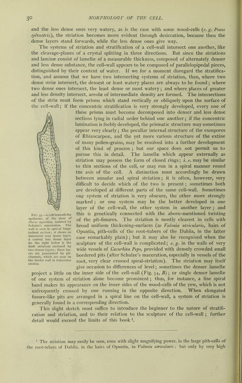and the less dense ones very watery, as is the case with some wood-cells (e. g. Pinus sylmestris), the striation becomes more evident through desiccation, because then the dense layers stand forwards, while the less dense ones give way. The systems of striation and stratification of a cell-wall intersect one another, like the cleavage-planes of a crystal splitting in three directions. But since the striations and laminae consist of lamellae of a measurable thickness, composed of alternately denser and less dense substance, the cell-wall appears to be composed of parallelopipedal pieces, distinguished by their content of water. If we for a moment disregard the stratifica- tion, and assume that we have two intersecting systems of striation, then, where two dense striae intersect, the densest or least watery places are always to be found; where two dense ones intersect, the least dense or most watery; and where places of greater and less density intersect, areolae of intermediate density are formed. The intersections of the striae must form prisms which stand vertically or obliquely upon the surface of the cell-wall; if the concentric stratification is very strongly developed, every one of these prisms must become decomposed into denser and less dense sections lying in radial order behind one another; if the concentric lamination is feebly developed, the prismatic structure may sometimes appear very clearly; the peculiar internal structure of the exospores of Rhizoearpeae, and the yet more various structure of the extine of many pollen-grains, may be resolved into a further development of this kind of process ; but our space does not permit us to pursue this in detail. The lamellae which appear externally as striation may possess the form of closed rings; i. e. may be similar to thin sections of the cell, or may run in a spiral manner round the axis of the cell. A distinction must accordingly be drawn between annular and spiral striation; it is often, however, very difficult to decide which of the two is present; sometimes both are developed at different parts of the same cell-wall. Sometimes one system of striation is very obscure, the other more strongly marked ; or one system may be the better developed in one layer of the cell-wall, the other system in another layer ; and this is genetically connected with the above-mentioned twisting of the pit-fissures. The striation is mostly clearest in cells with broad uniform thickening-surfaces (as Valonia utricu/aris, hairs of Opuntia, pith-cells of the root-tubers of the Dahlia, in the latter case remarkably plain) ; but it may also be recognised when the sculpture of the cell-wall is complicated; e. g. in the walls of very twcTdenser layers';hese lay- wide vessels of Cucurbita Pepo, provided with densely crowded small chLnels^whic'hTrt Mu™ bordered pits (after Schulze’s maceration, especially in vessels of the the hinder wall in transverse r00t; very clear crossed spiral-striation). The striation may itself give occasion to differences of level; sometimes the denser lamellae project a little on the inner side of the cell-wall (Fig. 34, B); or single denser lamellae of one system of striation alone become prominent; thus, for instance, a fine spiral band makes its appearance on the inner sides of the wood-cells of the yew, which is not unfrequently crossed by one running in the opposite direction. When elongated fissure-like pits are arranged in a spiral line on the cell-wall, a system of striation is generally found in a corresponding direction. This slight sketch must suffice to introduce the beginner to the nature of stratifi- cation and striation, and to their relation to the sculpture of the cell-wall ; further detail would exceed the limits of this book *. FIG. 33.—A cell beneath the epidermis of the stem of Pirn's aquiliiia, isolated by Schulze’s maceration. The wall is seen in optical longi- tudinal section ; it shows an innermost very dense layer, a central less dense layer (to the right below is the rlnrlc strintinnl enclosed bv ' The striation may easily be seen, even with slight magnifying power, in the large pith-cells of the root-tubers of Dahlia, in the hairs of Opuntia, in Valonia utricularis ; hut only by very high