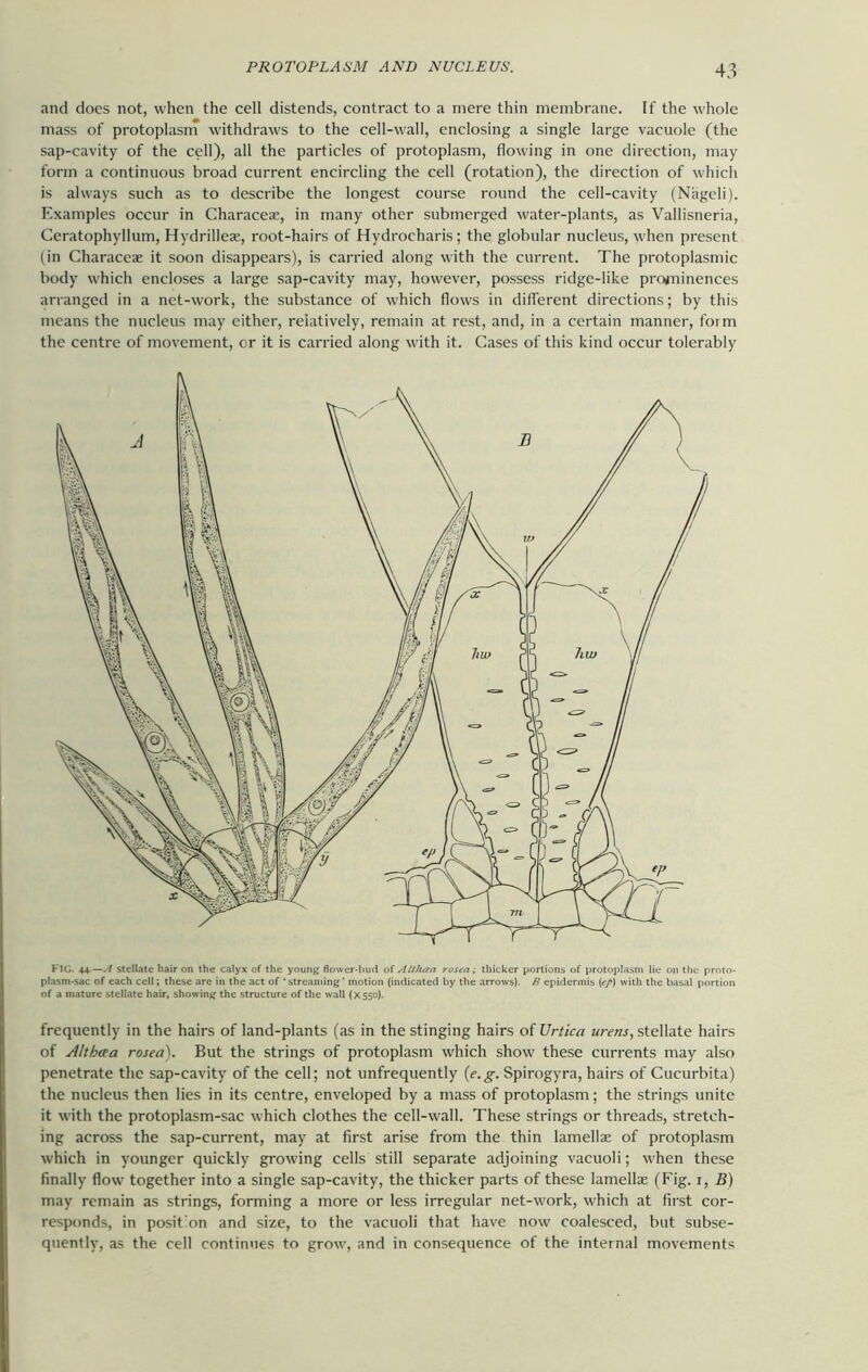 and does not, when the cell distends, contract to a mere thin membrane. If the whole mass of protoplasm withdraws to the cell-wall, enclosing a single large vacuole (the sap-cavity of the cell), all the particles of protoplasm, flowing in one direction, may form a continuous broad current encircling the cell (rotation), the direction of which is always such as to describe the longest course round the cell-cavity (Nageli). Examples occur in Characeae, in many other submerged water-plants, as Vallisneria, Ceratophyllum, Hydrilleae, root-hairs of Hydrocharis; the globular nucleus, when present (in Characeae it soon disappears), is carried along with the current. The protoplasmic body which encloses a large sap-cavity may, however, possess ridge-like prominences arranged in a net-work, the substance of which flows in different directions; by this means the nucleus may either, relatively, remain at rest, and, in a certain manner, form the centre of movement, or it is carried along with it. Cases of this kind occur tolerably FIG. 44.—A stellate hair on the calyx of the young flower-hud of Althan rosea; thicker portions of protoplasm lie on the proto- plasm-sac of each cell; these are in the act of ‘streaming’ motion (indicated by the arrows). £ epidermis (<?/) with the basal portion of a mature stellate hair, showing the structure of the wall (X550). frequently in the hairs of land-plants (as in the stinging hairs of Urtica urens, stellate hairs of Althcra rosea). But the strings of protoplasm which show these currents may also penetrate the sap-cavity of the cell; not unfrequently (e.g. Spirogyra, hairs of Cucurbita) the nucleus then lies in its centre, enveloped by a mass of protoplasm; the strings unite it with the protoplasm-sac which clothes the cell-wall. These strings or threads, stretch- ing across the sap-current, may at first arise from the thin lamellae of protoplasm which in younger quickly growing cells still separate adjoining vacuoli; when these finally flow together into a single sap-cavity, the thicker parts of these lamellae (Fig. i, B) may remain as strings, forming a more or less irregular net-work, which at first cor- responds, in posit'on and size, to the vacuoli that have now coalesced, but subse- quently, as the cell continues to grow, and in consequence of the internal movements