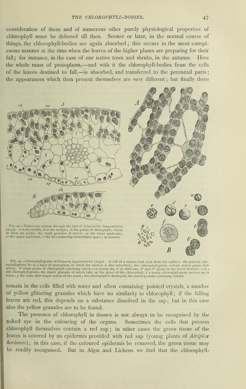 consideration of these and of numerous other purely physiological properties of chlorophyll must be deferred till then. Sooner or later, in the normal course of things, the chlorophyll-bodies are again absorbed ; this occurs in the most conspi- cuous manner at the time when the leaves of the higher plants are preparing for their fall; for instance, in the case of our native trees and shrubs, in the autumn. Here the whole mass of protoplasm,—and with it the chlorophyll-bodies from the cells of the leaves destined to fall,—is absorbed, and transferred to the perennial parts; the appearances which then present themselves are very different; but finally there FIG. 46. —Transverse section through the leaf of Seiaginella inaqualifolia (X 550). A in the middle, /fat the margin ; ch the grains of chlorophyll; visible in them are points, the small granules of starch; eu the lower epidermis; eo the upper epidermis; l the air-conducting intercellular space; sp stomata. I*IG. 47-—Chlorophyll-grains ofFunaria hygrometrica (X550). A cell of a mature leaf, seen from the surface; the parietal chlo- rophyll-grains lie in a layer of protoplasm, in which the nucleus is also imbedded; the chlorophyll-grains contain starch grains (left white). Ji single grains of chlorophyll containing starch ; a a young one, b an older one, b’ and b grains in the act of division ; c, </, e old chlorophyll-grains, the starch granules of which take up the space of the chlorophyll; / a young chlorophyll-grain swollen up in water; g the same after longer action of the water; the chlorophyll is destroyed, the starch-granules remaining behind. remain in the cells filled with water and often containing pointed crystals, a number of yellow glittering granules which have no similarity to chlorophyll; if the falling leaves are red, this depends on a substance dissolved in the sap; but in this case also the yellow granules are to be found. The presence of chlorophyll in tissues is not always to be recognised by the naked eye in the colouring of the organs. Sometimes the cells that possess chlorophyll themselves contain a red sap; in other cases the green tissue of the leaves is covered by an epidermis provided with red sap (young plants of A triplex hortensis); in this case, if the coloured epidermis be removed, the green tissue may be readily recognised. But in Algae and Lichens we find that the chlorophyll-