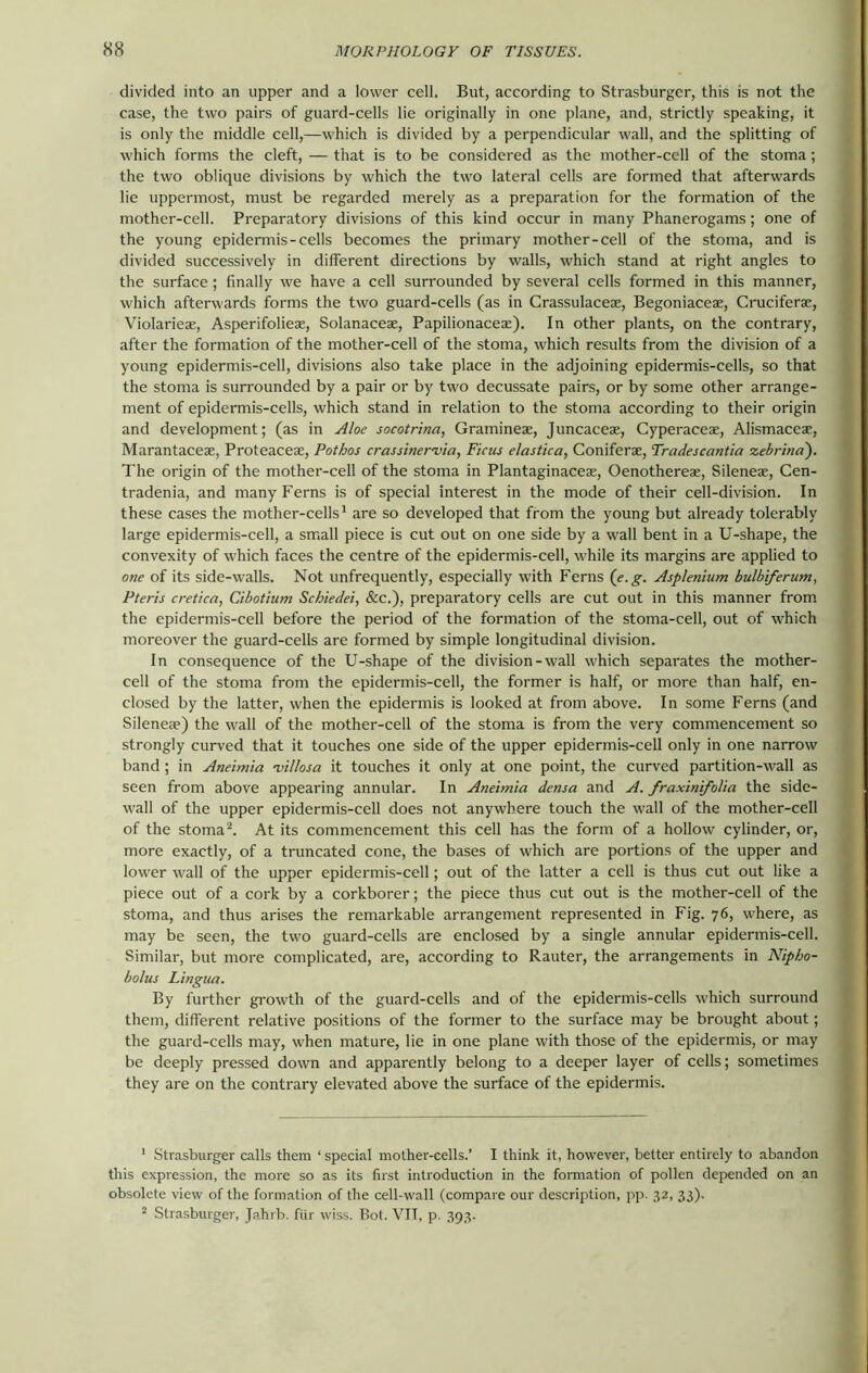 divided into an upper and a lower cell. But, according to Strasburger, this is not the case, the two pairs of guard-cells lie originally in one plane, and, strictly speaking, it is only the middle cell,—which is divided by a perpendicular wall, and the splitting of which forms the cleft, — that is to be considered as the mother-cell of the stoma; the two oblique divisions by which the two lateral cells are formed that afterwards lie uppermost, must be regarded merely as a preparation for the formation of the mother-cell. Preparatory divisions of this kind occur in many Phanerogams; one of the young epidermis-cells becomes the primary mother-cell of the stoma, and is divided successively in different directions by walls, which stand at right angles to the surface; finally we have a cell surrounded by several cells formed in this manner, which afterwards forms the two guard-cells (as in Crassulaceae, Begoniaceae, Cruciferae, Violarieae, Asperifolieae, Solanaceae, Papilionaceae). In other plants, on the contrary, after the formation of the mother-cell of the stoma, which results from the division of a young epidermis-cell, divisions also take place in the adjoining epidermis-cells, so that the stoma is surrounded by a pair or by two decussate pairs, or by some other arrange- ment of epidermis-cells, which stand in relation to the stoma according to their origin and development; (as in Aloe socotrina, Gramineae, Juncaceae, Cyperaceae, Alismaceae, Marantaceae, Proteaceae, Pothos crassinervia, Ficus elastica, Coniferae, Tradescantia zebrinci). The origin of the mother-cell of the stoma in Plantaginaceae, Oenothereae, Sileneae, Cen- tradenia, and many Ferns is of special interest in the mode of their cell-division. In these cases the mother-cells1 are so developed that from the young but already tolerably large epidermis-cell, a small piece is cut out on one side by a wall bent in a U-shape, the convexity of which faces the centre of the epidermis-cell, while its margins are applied to one of its side-walls. Not unfrequently, especially with Ferns (e.g. Asplenium bulbiferum, Pteris cretica, Cibotium Schiedei, &c.), preparatory cells are cut out in this manner from the epidermis-cell before the period of the formation of the stoma-cell, out of which moreover the guard-cells are formed by simple longitudinal division. In consequence of the U-shape of the division-wall which separates the mother- cell of the stoma from the epidermis-cell, the former is half, or more than half, en- closed by the latter, when the epidermis is looked at from above. In some Ferns (and Sileneae) the wall of the mother-cell of the stoma is from the very commencement so strongly curved that it touches one side of the upper epidermis-cell only in one narrow band ; in Aneimia -villosa it touches it only at one point, the curved partition-wall as seen from above appearing annular. In Aneimia densa and A. fraxinifolia the side- wall of the upper epidermis-cell does not anywhere touch the wall of the mother-cell of the stoma2. At its commencement this cell has the form of a hollow cylinder, or, more exactly, of a truncated cone, the bases of which are portions of the upper and lower wall of the upper epidermis-cell; out of the latter a cell is thus cut out like a piece out of a cork by a corkborer; the piece thus cut out is the mother-cell of the stoma, and thus arises the remarkable arrangement represented in Fig. 76, where, as may be seen, the two guard-cells are enclosed by a single annular epidermis-cell. Similar, but more complicated, are, according to Rauter, the arrangements in Nipho- bolus Lingua. By further growth of the guard-cells and of the epidermis-cells which surround them, different relative positions of the former to the surface may be brought about; the guard-cells may, when mature, lie in one plane with those of the epidermis, or may be deeply pressed down and apparently belong to a deeper layer of cells; sometimes they are on the contrary elevated above the surface of the epidermis. 1 Strasburger calls them ‘ special mother-cells.’ I think it, however, better entirely to abandon this expression, the more so as its first introduction in the formation of pollen depended on an obsolete view of the formation of the cell-wall (compare our description, pp. 32, 33). 2 Strasburger, Jahrb. fiir wiss. Bot. VII, p. 393.