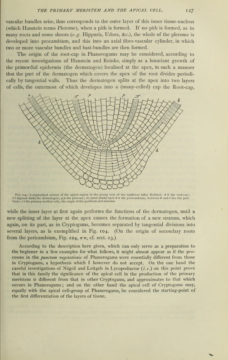 vascular bundles arise, thus corresponds to the outer layer of this inner tissue-nucleus (which Hanstein terms Plerome), when a pith is formed. If no pith is formed, as in many roots and some shoots (e. g. Hippuris, Udora, &C;), the whole of the plerome is developed into procambium, and this into an axial fibro-vascular cylinder, in which two or more vascular bundles and bast-bundles are then formed. The origin of the root-cap in Phanerogams may be considered, according to the recent investigations of Hanstein and Reinke, simply as a luxuriant growth of the primordial epidermis (the dermatogen) localised at the apex, in such a manner that the part of the dermatogen which covers the apex of the root divides periodi- cally by tangential walls. Thus the dermatogen splits at the apex into two layers of cells, the outermost of which developes into a (many-celled) cap the Root-cap, Fic. 104.—Longitudinal section of the apical region in the young root of the sunflower (after Reinke); h h the root-cap; bb (figured dark) the dermatogen ; pp the plerome; its inner (dark) layer tt tt the pericambium; between n and b lies the peri- blem ; ii the primary mother-cells, the origin of the periblem and plerome. while the inner layer at first again performs the functions of the dermatogen, until a new splitting of the layer at the apex causes the formation of a new stratum, which again, on its part, as in Cryptogams, becomes separated by tangential divisions into several layers, as is exemplified in Fig. 104. (On the origin of secondary roots from the pericambium, Fig. 104, mr, cf. sect. 23.) According to the description here given, which can only serve as a preparation to the beginner in a few examples for what follows, it might almost appear as if the pro- cesses in the punctum -vegetationis of Phanerogams were essentially different from those in Cryptogams, a hypothesis which I however do not accept. On the one hand the careful investigations of Nageli and Leitgeb in Lycopodiaceae (/. c.) on this point prove that in this family the significance of the apical cell in the production of the primary meristem is different from that in other Cryptogams, and approximates to that which occurs in Phanerogams; and on the other hand the apical cell of Cryptogams may, equally with the apical cell-group of Phanerogams, be considered the starting-point of the first differentiation of the layers of tissue.