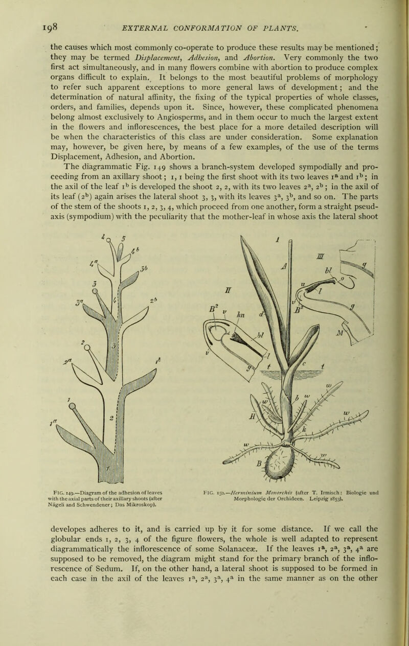 the causes which most commonly co-operate to produce these results may be mentioned; they may be termed Displacement, Adhesion, and Abortion. Very commonly the two first act simultaneously, and in many flowers combine with abortion to produce complex organs difficult to explain. It belongs to the most beautiful problems of morphology to refer such apparent exceptions to more general laws of development; and the determination of natural affinity, the fixing of the typical properties of whole classes, orders, and families, depends upon it. Since, however, these complicated phenomena belong almost exclusively to Angiosperms, and in them occur to much the largest extent in the flowers and inflorescences, the best place for a more detailed description will be when the characteristics of this class are under consideration. Some explanation may, however, be given here, by means of a few examples, of the use of the terms Displacement, Adhesion, and Abortion. The diagrammatic Fig. 149 shows a branch-system developed sympodially and pro- ceeding from an axillary shoot; 1, 1 being the first shoot with its two leaves iaand ib; in the axil of the leaf ib is developed the shoot 2, 2, with its two leaves 2a, 2b ; in the axil of its leaf (2b) again arises the lateral shoot 3, 3, with its leaves 3a, 3b, and so on. The parts of the stem of the shoots 1, 2, 3, 4, which proceed from one another, form a straight pseud- axis (sympodium) with the peculiarity that the mother-leaf in whose axis the lateral shoot developes adheres to it, and is carried up by it for some distance. If we call the globular ends 1, 2, 3, 4 of the figure flowers, the whole is well adapted to represent diagrammatically the inflorescence of some Solanaceae. If the leaves ia, 2a, 3a, 4a are supposed to be removed, the diagram might stand for the primary branch of the inflo- rescence of Sedum. If, on the other hand, a lateral shoot is supposed to be formed in each case in the axil of the leaves ia, 2a, 3a, 4a in the same manner as on the other Fig. 149.—Diagram of the adhesion of leaves with the axial parts of their axillary shoots (after Nageli and Schwendener; Das Mikroskop). FIG. 150.—Her minium Monorchis (after T. Irmisch: Biologie und Morphologie der Orchideen. Leipzig 1853).