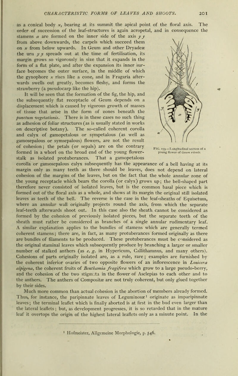 as a conical body x, bearing at its summit the apical point of the floral axis. The order of succession of the leaf-structures is again acropetal, and in consequence the stamens a are formed on the inner side of the axis y y from above downwards, the carpels which succeed them on from below upwards. In Geum and other Dryadeae the urn y y spreads out at the time of fertilisation, its margin grows so vigorously in size that it expands in the form of a flat plate, and after the expansion its inner sur- face becomes the outer surface, in the middle of which the gynophore .v rises like a cone, and in Fragaria after- wards swells out greatly, becomes fleshy, and forms the strawberry (a pseudocarp like the hip). It will be seen that the formation of the fig, the hip, and the subsequently flat receptacle of Geum depends on a displacement which is caused by vigorous growth of masses of tissue that arise in the form of zones beneath the punctum vegetationis. There is in these cases no such thing as adhesion of foliar structures (as is usually stated in works on descriptive botany). The so-called coherent corolla and calyx of gamopetalous or sympetalous (as well as gamosepalous or symsepalous) flowers, are not the result of cohesion; the petals (or sepals) are on the contrary formed in a whorl on the broad end of the young flower- stalk as isolated protuberances. That a gamopetalous corolla or gamosepalous calyx subsequently has the appearance of a bell having at its margin only as many teeth as there should be leaves, does not depend on lateral cohesion of the margins of the leaves, but on the fact that the whole annular zone of the young receptacle which bears the corolla (or calyx) grows up; the bell-shaped part therefore never consisted of isolated leaves, but is the common basal piece which is formed out of the floral axis as a whole, and shows at its margin the original still isolated leaves as teeth of the bell. The reverse is the case in the leaf-sheaths of Equisetuin, where an annular wall originally projects round the axis, from which the separate leaf-teeth afterwards shoot out. In this case also the sheath cannot be considered as formed by the cohesion of previously isolated pieces, but the separate teeth of the sheath must rather be considered as branches of a single annular rudimentary leaf. A similar explanation applies to the bundles of stamens which are generally termed coherent stamens; there are, in fact, as many protuberances formed originally as there are bundles of filaments to be produced. These protuberances must be considered as the original staminal leaves which subsequently produce by branching a larger or smaller number of stalked anthers (as e. g. in Hypericum, Callithamnus, and many others). Cohesions of parts originally isolated are, as a rule, rare ; examples are furnished by the coherent inferior ovaries of two opposite flowers of an inflorescence in Lonicera alpigena, the coherent fruits of Bentbamia fragifera which grow to a large pseudo-berry, and the cohesion of the two stigmata in the flower of Asclepias to each other and to the anthers. The anthers of Compositse are not truly coherent, but only glued together by their sides. Much more common than actual cohesion is the abortion of members already formed. Thus, for instance, the paripinnate leaves of Leguminosae1 originate as imparipinnate leaves; the terminal leaflet which is finally aborted is at first in the bud even larger than the lateral leaflets; but, as development progresses, it is so retarded that in the mature leaf it overtops the origin of the highest lateral leaflets only as a minute point. In the FIG. 153.—Longitudinal section of a young flower of Geum rivale. 1 Hofmeister, Allgemeine Morphologie, p. 546.