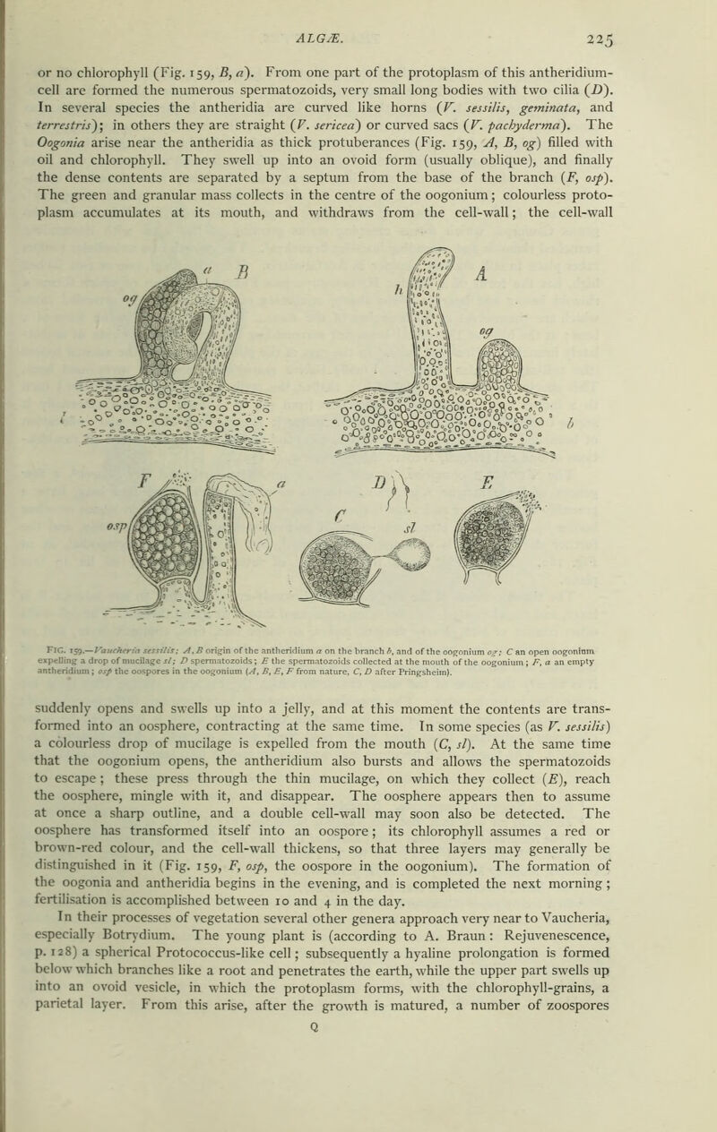 or no chlorophyll (Fig. 159, B, a). From one part of the protoplasm of this antheridium- cell are formed the numerous spermatozoids, very small long bodies with two cilia (-D). In several species the antheridia are curved like horns (V. sessilis, geminata, and terrestris); in others they are straight (V. sericea) or curved sacs (V. pachyderma). The Oogonia arise near the antheridia as thick protuberances (Fig. 159, A, B, og) filled with oil and chlorophyll. They swell up into an ovoid form (usually oblique), and finally the dense contents are separated by a septum from the base of the branch (F, osp). The green and granular mass collects in the centre of the oogonium; colourless proto- plasm accumulates at its mouth, and withdraws from the cell-wall; the cell-wall FlC. 159 —Vanchtria sessilis; A, B origin of the antheridium a on the branch b, and of the oogonium og; C an open oogoninm expelling a drop of mucilage si; D spermatozoids; E the spermatozoids collected at the mouth of the oogonium ; F, a an empty antheridium; osp the oospores in the oogonium [A, B, E, F from nature, C, D after Pringsheim). suddenly opens and swells up into a jelly, and at this moment the contents are trans- formed into an oosphere, contracting at the same time. In some species (as V. sessilis) a colourless drop of mucilage is expelled from the mouth (C, si). At the same time that the oogonium opens, the antheridium also bursts and allows the spermatozoids to escape ; these press through the thin mucilage, on which they collect (E), reach the oosphere, mingle with it, and disappear. The oosphere appears then to assume at once a sharp outline, and a double cell-wall may soon also be detected. The oosphere has transformed itself into an oospore; its chlorophyll assumes a red or brown-red colour, and the cell-wall thickens, so that three layers may generally be distinguished in it (Fig. 159, F, osp, the oospore in the oogonium). The formation of the oogonia and antheridia begins in the evening, and is completed the next morning; fertilisation is accomplished between 10 and 4 in the day. In their processes of vegetation several other genera approach very near to Vaucheria, especially Botrydium. The young plant is (according to A. Braun: Rejuvenescence, p. 128) a spherical Protococcus-like cell; subsequently a hyaline prolongation is formed below which branches like a root and penetrates the earth, while the upper part swells up into an ovoid vesicle, in which the protoplasm forms, with the chlorophyll-grains, a parietal layer. From this arise, after the growth is matured, a number of zoospores Q