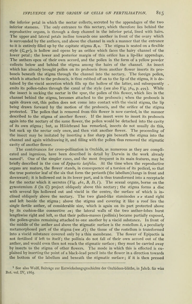 the inferior petal in which the nectar collects, secreted by the appendages of the two inferior stamens. The only entrance to this nectary, which therefore lies behind the reproductive organs, is through a deep channel in the inferior petal, lined with hairs. The upper and lateral petals incline towards one another in front of the ovary which is surrounded by the anthers, and above the channel in such a manner that the entrance to it is entirely filled up by the capitate stigma B, n. The stigma is seated on a flexible style (C,gr~), is hollow and opens by an orifice which faces the hairy channel of the lower petal; the lower and posterior margin of this orifice has a lip-like appendage. The anthers open of their own accord, and the pollen in the form of a yellow powder collects below and behind the stigma among the hairs of the channel. An insect which has already brought pollen on its proboscis from another flower inserts its pro- boscis beneath the stigma through the channel into the nectary. The foreign pollen, which is attached to the proboscis, is thus rubbed off on to the lip of the stigma, it is de- tained by the viscid secretion which fills up the hollow of the latter, and subsequently emits its pollen-tubes through the canal of the style (see also Fig. 364, p. 499). While the insect is sucking the nectar in the spur, the pollen of this flower, which lies in the channel behind the stigma, becomes attached to the proboscis; when the proboscis is again drawn out, this pollen does not come into contact with the viscid stigma, the lip being drawn forward by the motion of the proboscis, and the orifice of the stigma protected. The pollen that is removed from this flower is now carried, in the manner described to the stigma of another flower. If the insect were to insert its proboscis again into the nectary of the same flower, the pollen would be detached into the cavity of its own stigma; but, as Hildebrand has remarked, insects do not usually do this, but suck up the nectar only once, and then visit another flower. The proceeding of the insect may be imitated by inserting a fine sharp pin beneath the stigma into the channel and again withdrawing it, and filling with the pollen thus removed the stigmatic cavity of another flower. The contrivances for cross-pollination in Orchids, as numerous as they are compli- cated and ingenious, have been described in detail by Darwin in the work already named1. One of the simpler cases, and the most frequent in its main features, may be briefly described in the case of Epipactis latifolia. At the time when the reproductive organs are mature, the flower stands, in consequence of a torsion of its pedicel, so that the true posterior leaf of the six that form the perianth (the labellum) hangs in front and downward; it is hollowed out in its lower part, and is thus transformed into a receptacle for the nectar which it secretes (Fig. 461, B, D, /). The sexual organs, borne on the gynostemium 5 (in C) project obliquely above this nectary; the stigma forms a disc with several lips hollowed out and viscid in the centre, the surface of which is in- clined obliquely above the nectary. The two gland-like staminodes x x stand right and left beside the stigma; above the stigma and covering it like a roof lies the single fertile anther, of considerable size, which is again on its part protected above by its cushion-like connective cn\ the lateral walls of the two anther-lobes burst lengthwise right and left, so that their pollen-masses (pollinia) became partially exposed, the pollen-grains remaining attached to one another by a viscid substance. In front of the middle of the anther and above the stigmatic surface is the rostellum b, a peculiarly metamorphosed part of the stigma (see A); the tissue of the rostellum is transformed into a viscid substance covered only by a thin membrane. The flower of Epipactis is not fertilised if left to itself; the pollinia do not fall of their own accord out of the anther, and would even then not reach the stigmatic surface; they must be carried away by insects to the stigma of other flowers. The mode in which this is effected is ex- plained by inserting the point of a black-lead pencil into the flower in a direction towards the bottom of the labellum and beneath the stigmatic surface; if it is then pressed 1 See also Wolff, Beitriige zur Entwickelungsgeschichte der Orchideen-bliithe, in Jahrb. fur wiss Bot. vol. IV, 1865.