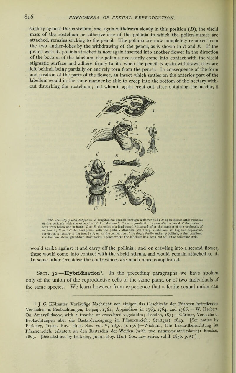 slightly against the rostellum, and again withdrawn slowly in this position (D), the viscid mass of the rostellum or adhesive disc of the pollinia to which the pollen-masses are attached, remains sticking to the pencil. The pollinia are now completely removed from the two anther-lobes by the withdrawing of the pencil, as is shown in E and F. If the pencil with its pollinia attached is now again inserted into another flower in the direction of the bottom of the labellum, the pollinia necessarily come into contact with the viscid stigmatic surface and adhere firmly to it; when the pencil is again withdrawn they are left behind, being partially or entirely torn from the pencil. In consequence of the form and position of the parts of the flower, an insect which settles on the anterior part of the labellum would in the same manner be able to creep into the bottom of the nectary with- out disturbing the rostellum ; but when it again crept out after obtaining the nectar, it FIG. 461.—Epipactis latifolia: A longitudinal section through a flower-bud ; B open flower after removal of the perianth with the exception of the labellum /; C the reproductive organs after removal of the perianth seen from below and in front; D as B, the point of a lead-pencil b inserted after the manner of the proboscis of an.insect; E and F the lead-pencil with the pollinia attached - fK ovary, / labellum, its bag-like depression serving as a nectary, n the broad stigma, cn the connective of the single fertile anther, / pollinia, h the rostellum, x x the two lateral gland-like staminodes, i place where the labellum has been cut off, x the columnar style. would strike against it and carry off the pollinia; and on crawling into a second flower, these would come into contact with the viscid stigma, and would remain attached to it. In some other Orchideae the contrivances are much more complicated. Sect. 32.—Hybridisation1. In the preceding paragraphs we have spoken only of the union of the reproductive cells of the same plant, or of two individuals of the same species. We learn however from experience that a fertile sexual union can 1 J. G. Kolreuter, Vorlaufige Nachricht von einigen das Geschlecht der Pflanzen betreffenden Versuchen u. Beobachtungen, Leipzig, 1761; Appendices in 1763, 1764, and 1766. — W. Herbert, On Amaryllidacese, with a treatise on cross-bred vegetables; London, 1837.—Gartner, Versuche u. Beobachtungen fiber die Bastarderzeugung im Pflanzenreich; Stuttgart, 1849. [See notice by Berkeley, Journ. Roy. Hort. Soc. vol. V, 1850, p. 156.]—Wichura, Die Bastardbefruchtung im Pflanzenreich, erlautert an den Bastarden der Weiden (with two nature-printed plates): Breslau, 1865. [See abstract by Berkeley, Journ. Roy. Hort. Soc. new series, vol. I, 1850, p. 57.]