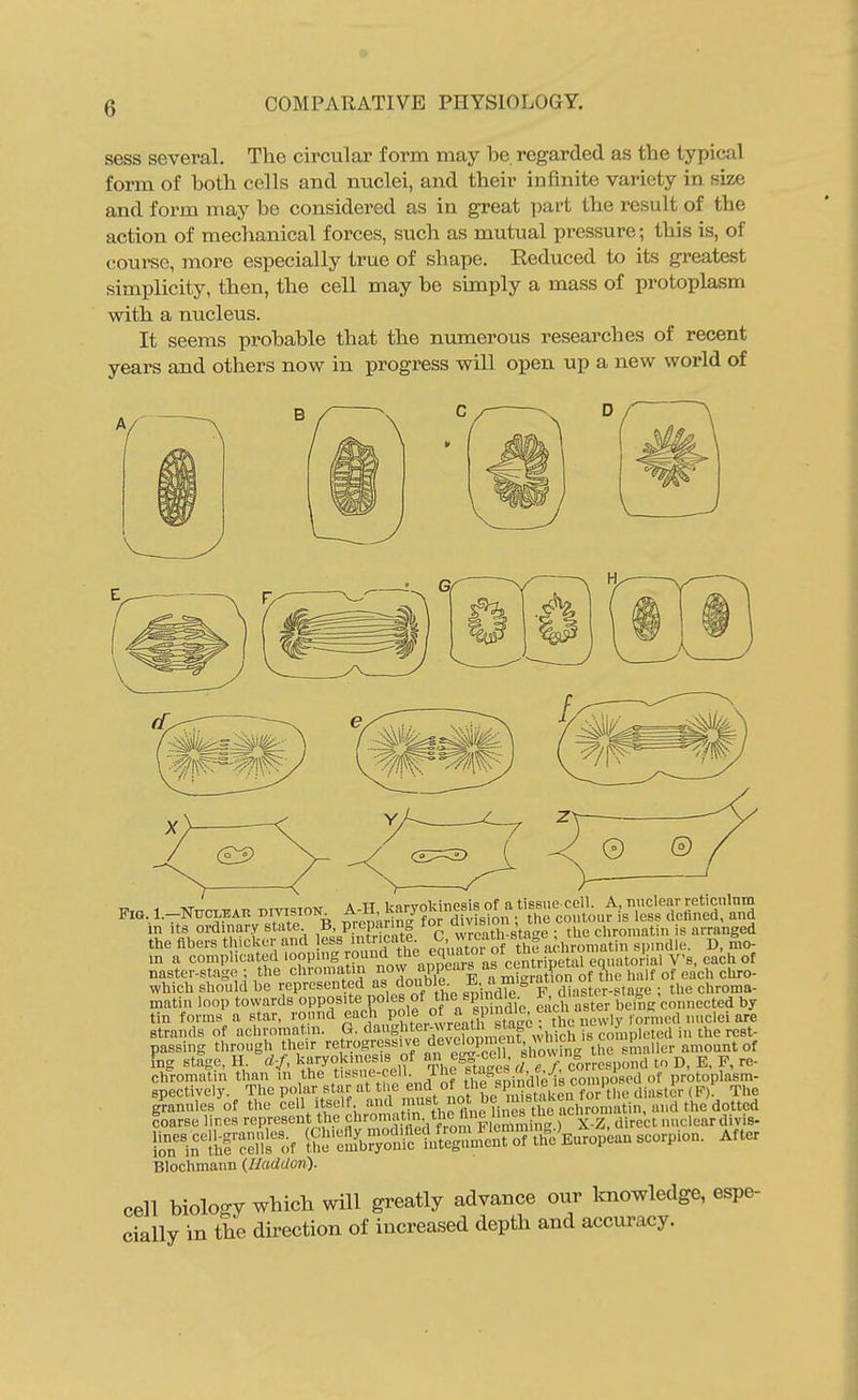 sess several. The circular form may be regarded as the typical form of both cells and nuclei, and their infinite variety in size and form may be considered as in great part the result of the action of mechanical forces, such as mutual pressure; this is, of course, more especially true of shape. Eeduced to its greatest simplicity, then, the cell may be simply a mass of protoplasm with a nucleus. It seems probable that the numerous researches of recent years and others now in progress will open up a new world of A Ti i-c-irni-inpRiR nf a tissue cell. A, Tiucleav reticiilnm FiG,l.-NiiCLEAK DmsioN 4-H.1^^70^^;Xis?on; the contour is less defined, and m Its ordinary state B, Pr''Pi^« roi chromatin is arranged the fibers thicker and ess intricate <;;. wre^tn s'*^ spmdle. D, mo- rn a complicated 'ooP'»g yo;;^ ^he equato. ^^^^^ naster-stage ; the chromatin now appears as^^nuip q ^^^^^ which should be represented as double i^'. ^^^'^i'' ^^ chroma- matin loop towards opposite Po'^s of le sp nd^^^^^^ ^Jch Sr btTng'connected by tin forms a star, round each Po'e of a. ''i'^^ strands of acliromatin. G. ^aughter-wrea h stap , th^ passing through their retvogressive developmc^ amount of fng stage, H d-f, ka^okinesis of an efe^-coH, ^'^o^J. ^-respond to D, E, F, re- chromatin than m the t'«se-cell. ihe f tagcb « composed of protoplasm- epectively The Vo ,^\l'^{f'''^^Z% for'the diaster ( F) The liTn^^irKs'^ Of ^^^iSl^^^^^^ Blochmann {Iladdori)- cell biology which will greatly advance our Imowledge, espe- cially in the direction of increased depth and accuracy.