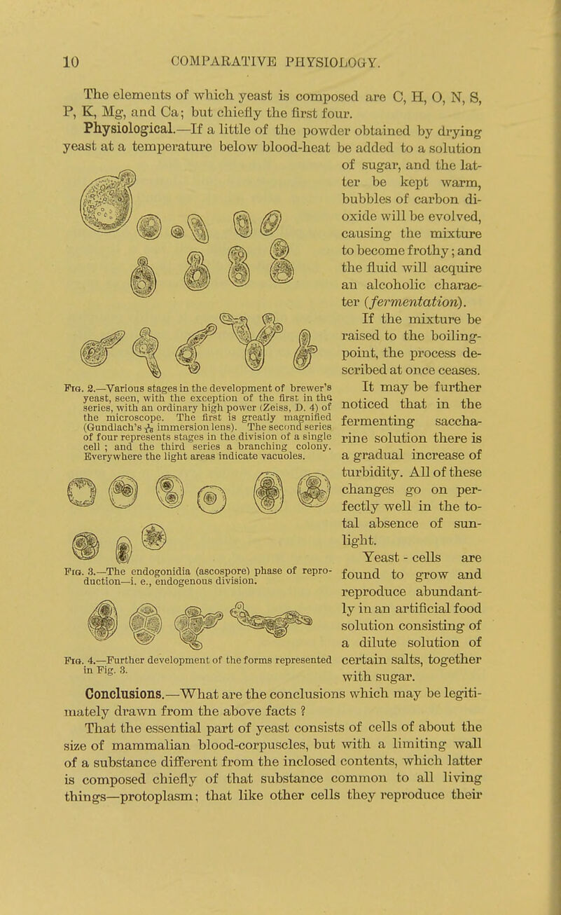 The eleraeuts of which yeast is composed are C, H, O, N, S, P, K, Mg, and Ca; but chiefly the first four. Physiological.—If a little of the powder obtained by drying yeast at a temperature below blood-heat be added to a solution of sugar, and the lat- ter be kept warm, bubbles of carbon di- oxide will be evolved, causing the mixture to become frothy; and the fluid will acquire an alcoholic charac- ter {fermentation). If the mixture be raised to the boiling- point, the process de- scribed at once ceases. It may be further noticed that in the fermenting saccha- rine solution there is a gradual increase of turbidity. AE of these changes go on per- FiG. 2.—Various stages in the development of brewer's yeast, seen, with the exception of the first in the series, with an ordinary high power (Zeiss, D. 4) of the microscope. The first is greatly magnified (Gundlach's immersion lens). The second series of four represents stages in the division of a single cell ; and the third series a branching colony. Everywhere the light areas indicate vacuoles. Pro. 3.—The cndogonidia (ascospore) phase of repro duction—i. e., endogenous division. fectly well in the to- tal absence of sun- light. Yeast - cells are found to grow and reproduce abundant- ly in an artificial food solution consisting of a dilute solution of Further development of the forms represented certain Salts, together with sugar. Conclusions.—What are the conclusions which may be legiti- mately drawn from the above facts ? That the essential part of yeast consists of cells of about the size of mammalian blood-corpuscles, but with a limiting wall of a substance different from the inclosed contents, which latter is composed chiefly of that substance common to all living things—protoplasm; that like other cells they reproduce their Fio. 4. in Fig. 3.