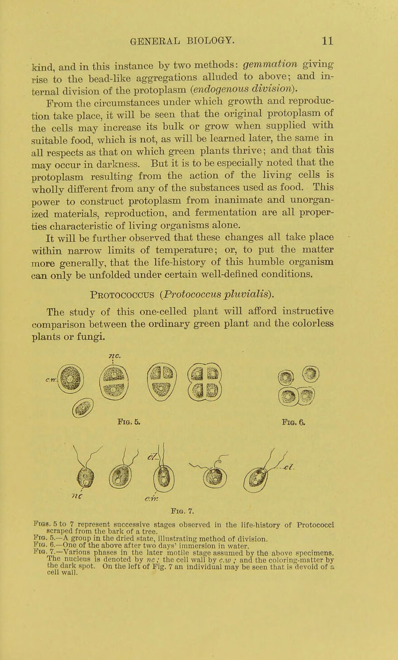 kind, and in this instance by two methods: gemmation giving rise to the bead-like aggregations aUuded to above; and in- ternal division of the protoplasm (endogenous division). From the circumstances under which growth and reproduc- tion take place, it will be seen that the original protoplasm of the cells may increase its bulk or grow when supplied with suitable food, which is not, as will be learned later, the same in all respects as that on which green plants thrive; and that this may occur in darlmess. But it is to be especially noted that the protoplasm resulting from the action of the living cells is wholly different from any of the substances used as food. This power to construct protoplasm from inanimate and unorgan- ized materials, reproduction, and fermentation are all proper- ties characteristic of living organisms alone. It will be further observed that these changes all take place within narrow limits of temperature; or, to put the matter more generally, that the life-history of this humble organism can only be unfolded under certain well-defined conditions. Protococcus {Protococcus pluvialis). The study of this one-celled plant will afford instructive comparison between the ordinary green plant and the colorless plants or fungi. 71C. Via. 7. Ptas. 5 to 7 represent successive stages observed in the life-history of ProtococcI scraped from the bark of a tree. Fio. 5.—A group in the dried state, illustrating method of division. Via. 6.—One of the above after two days' immersion in water. ••'ra. 7.—Various phases in the later motile stage assumed by the above specimens. The nucleus is denoted by nc; the cell wall by c.w ; and the coloring-matter by the dark spot. On the left of Pig. 7 an individual may be seen that is devoid of a cell wall.