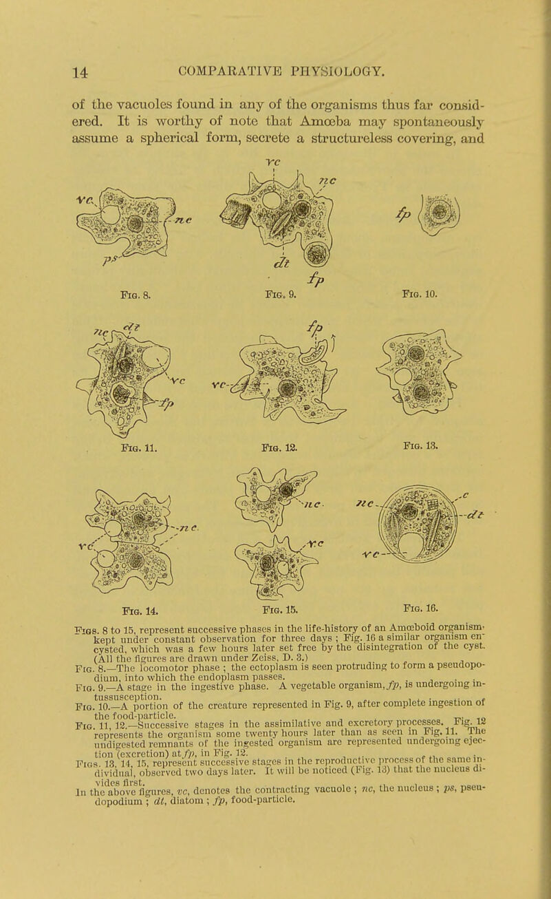 of the vacuoles found in any of the organisms thus far comsid- ered. It is worthy of note that Amoeba may spontaneously assume a spherical form, secrete a structureless covering, and Tie nc 9. FiQ. 10. Fie. 11. Fig. 12. Fig. 13. -n e. Fig. 14. Fig. 15. Fig. 16. -at ■iGS 8 to 15, represent successive phases in the life-history of an Amoeboid organism^ kept under constant observation for three days ; Fig. 16 a similar organism en- cysted, which was a few hours later set free by the disintegration of the cyst. (All the figures are drawn under Zeiss, D. 3.) Fig. 8.—The iocomotor phase ; the ectoplasm is seen protruding to form a pseuaopo- dium, into which the endoplasm passes. ~ ■ a ■ ■ Fig. 9.—a sta^e in the ingestive phase. A vegetable organism,is undergoing m- tuSSllSCGl) tlOTl • Fig. 10.—a portion of the creature represented in Fig. 9, after complete ingestion of the food-particle. , ^ t?>- m Fig 11 12—Successive stages in the assimilative and excretory processes. i<ig.li represents the organism some twenty hours later than as seen in Fig. 11. ine undigested remnants of the ingested organism are represented undergoing ejec- tion (excretion) at f/?, in Fig. 12. 11, „ i Figs 13 14 15 represent successive stages in the reproductive prncess of the same in- dividuai, observed two days later. It will be noticed (Fig. 13) that the nucleus di- In the above^ligures, vc, denotes the contracting vacuole ; nc, the nucleus; ps, pseu- dopodium ; dl, diatom ; fp, food-particle.