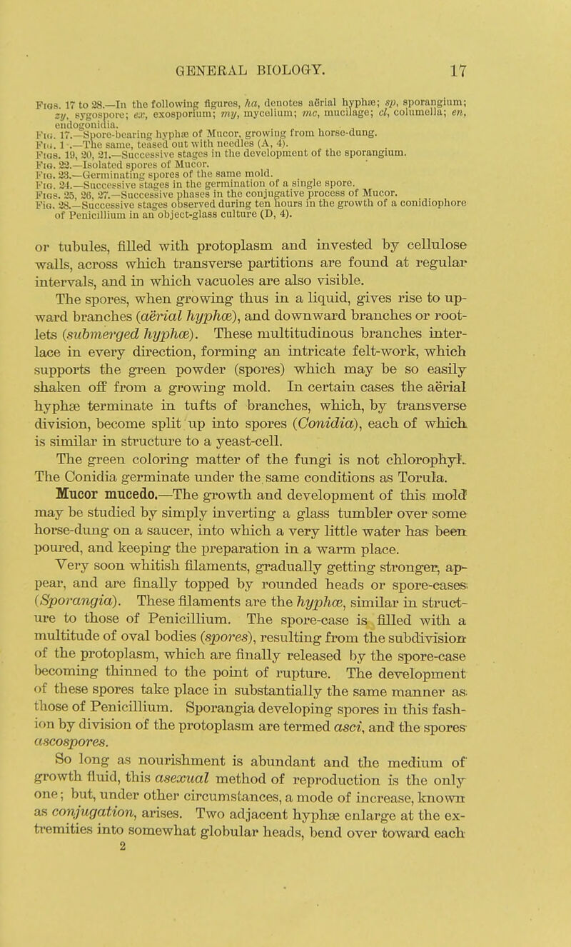 Figs. 17 to 28.—In the following flgures, ha, denotes aSrial hyplue; sp, sporangium; zy, sygospore; ex, exosporium; my, mycelium; mc, mucilage; cl, columella; en, endogonidia. 17.—Spore-bearing hypluc of Mucor, growing from horse-dung. Fiu. 1 -.—The same, teased out with needles (A, 4). Pigs. 19, 20, 21.—Successive stages in the development of the sporangium. Fio. 23.—Isolated spores of Mucor. Fig. 23.—Germinating spores of the same mold. Fio. 34.—Successive stages in the germination of a single spore. Figs. 25, 26, 27.—Successive phases in the conjugative process of Mucor. FiG. 28.—Successive stages observed during ten hours in the growth of a conidiophore of Penicillium in an object-glass culture (D, 4). or tubules, filled with protoplasm and invested by cellulose walls, across wbicb transverse partitions are found at regular intervals, and in which vacuoles are also visible. The spores, when growing thus in a liquid, gives rise to up- ward branches {atrial hyphoR), and downward branches or root- lets {submerged hyphce). These multitudinous branches inter- lace in every direction, forming an intricate felt-work, which supports the green powder (spores) which may be so easily shaken ofiF from a growing mold. In certain cases the aerial hyphse terminate in tufts of branches, which, by transverse division, become split up into spores {Conidia), each of whick is similar in structure to a yeast-cell. The green coloring matter of the fungi is not chlorophyL The Conidia germinate imder the. same conditions as Torula. Mucor mucedo.—The growth and development of this mold may be studied by simply inverting a glass tumbler over some horse-dimg on a saucer, into which a very little water has been poured, and keeping the preparation in a warm place. Very soon whitish filaments, gradually getting stronger, ap- pear, and are finally topped by rounded heads or spore-eases; {Sporangia). These filaments are the hyphce, similar in struct- ure to those of Penicillium. The spore-case is filled with a multitude of oval bodies {spores), resulting from the subdivision of the protoplasm, which are finally released by the spore-case becoming thinned to the point of rupture. The development of these spores take place in substantially the same manner as. those of Penicillium. Sporangia developing spores in this fash- ion by division of the protoplasm are termed asci, and the spores- ascospores. So long as nourishment is abundant and the medium of growth fluid, this asexual method of reproduction is the only one; but, under other circumstances, a mode of increase, Icnown as corijugatdon, arises. Two adjacent hyphee enlarge at the ex- tremities into somewhat globular heads, bend over toward each 2