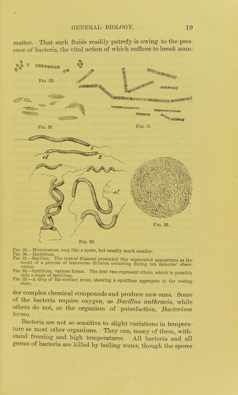 matter. That such fluids readily putrefy is owing to the pres- ence of bacteria, the vital action of which suffices to break asun- Fig. 29. Fig. 30. Fig. 31. Fig. 33. Fig. 33. Fig. 29.—Micrococcus, very like a spore, but usnally mucli smaller Fig. 30.—Bacterium. Fig. 31.—Bacillus. The central filament presented this segmented appearance as the result of a process of transverse division occurring during ten minutes' obser- Fig. 32.-Spiril]um; various forms. The first two represent vibrio, which is possibly only a stage of spirillum. ^ Fig. 33.—a drop of the surface scum, showing a spirillum aggregate in the resting der complex chemical compounds and produce new ones. Some of the bacteria require oxygen, as Bacillus anthracis, while others do not, as the organism of putrefaction, Bacterium termo. Bacteria are not so sensitive to slight variations in tempera- ture as most other organisms. They can, many of them, with- stand freezing and high temperatures. All bacteria and all germs of bacteria are killed by boiling water, though the spores