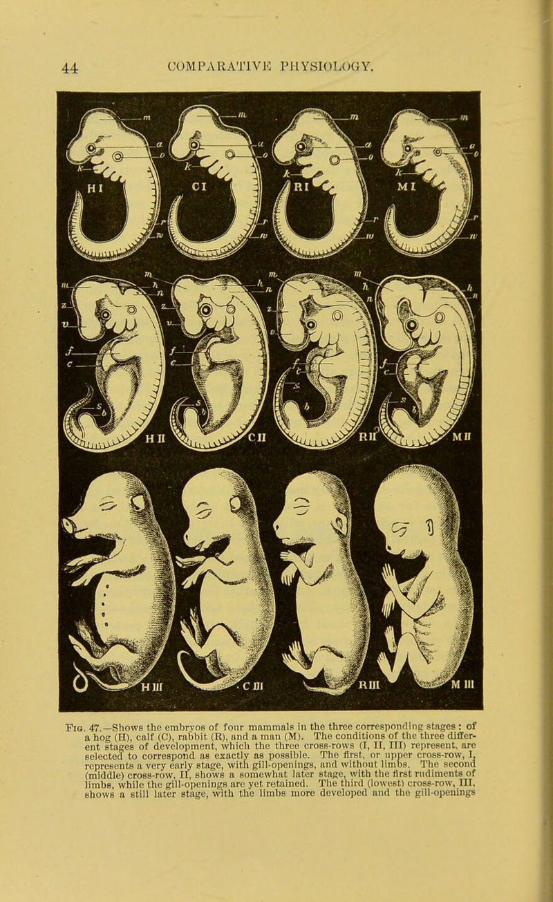 Pig. 47.—Shows the embryos of four mammals in the three corresponding stages : of a hog (H), calf (C), rabbit (R), and a man (M). The conditions of the three differ- ent stages of development, which the three cross-rows (I, II, III) represent, are selected to correspond as exactly as possible. The first, or upper cross-row, I, represents a very early stage, with gill-openings, and without limbs. The second (middle) cross-row, II, shows a somewhat later stage, with the first rudiments of limbs, while the gill-openings are yet retained. The third (lowest) cross-row, HI, shows a still later stage, with the limbs more developed and the gill-openings