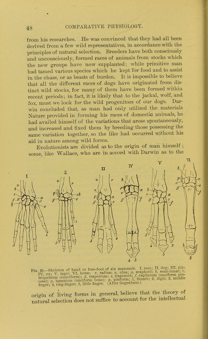 from his researches. He was convinced that they had all been derived from a few wild representatives, in accordance with the principles of natural selection. Breeders have both consciously and unconsciously, formed races of animals from stocks which the new groups have now supplanted; while primitive man had tamed various species which he kept for food and to assist in the chase, or as beasts of burden. It is impossible to believe that all the different races of dogs have originated from dis- tinct wild stocks, for many of them have been formed within recent periods; in fact, it is likely that to the jackal, wolf, and fox, must we look for the wild progenitors of our dogs. Dar- win concluded that, as man had only utilized the materials Nature provided in forming his races of domestic animals, he had availed himself of the variations that arose spontaneously, and increased and fixed them by breeding those possessing the same variation together, so the like had occurred without his aid in nature among wild forms. Evolutionists are divided as to the origin of man himself ; some, like Wallace, who are in accord with Darwin as to the Vxa 4q-Skeleton of hand or fore-foot of six mammals. I. mnn; in. pig: Ar n5 V tiin r- VI horse r radius; ?<, ulna; a, scaphoid; b, semi-lunar, c, finger; 4, ring-finger; 5, little finger. (After Gegenbaur.) origin of living forms in general, believe that the theory of natural selection does not suffice to account for the intellectual