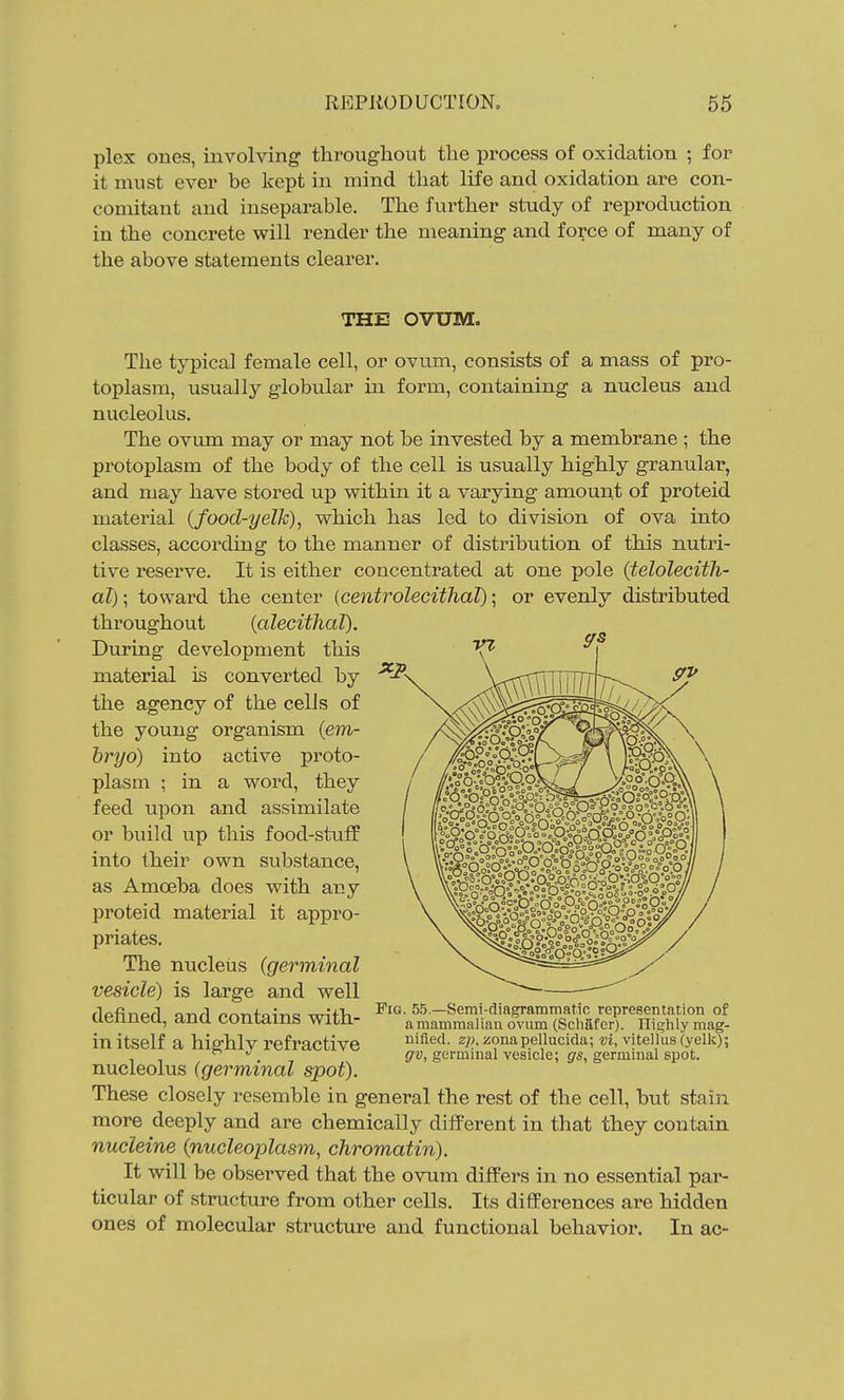 plex ones, involving throughout the process of oxidation ; for it must ever be kept in mind that life and oxidation are con- comitant and inseparable. The further study of reproduction in the concrete will render the meaning and force of many of the above statements clearer. THE OVUM. The typical female cell, or ovum, consists of a mass of pro- toplasm, usually globular in form, containing a nucleus and nucleolus. The ovum may or may not be invested by a membrane ; the protoplasm of the body of the cell is usually highly granular, and may have stored up within it a varying amount of proteid material {food-yelk)^ which has led to division of ova into classes, according to the manner of distribution of this nuti'i- tive reserve. It is either concentrated at one pole (telolecith- al); toward the center (centrolecithaT); or evenly distributed throughout (alecithal). During development this material is converted by the agency of the cells of the young organism (em- bryo) into active proto- plasm ; in a word, they feed upon and assimilate or build up this food-stuff into their own substance, as Amoeba does with any proteid material it appro- priates. The nucleus (germinal vesicle) is large and well defined, and contains with- in itself a highly refractive nucleolus (germinal spot). These closely resemble in general the rest of the cell, but stain more deeply and are chemically different in that they contain nucleine (nucleoplasm, chromatin). It will be observed that the ovum differs in no essential par- ticular of structure from other cells. Its differences are hidden ones of molecular structure and functional behavior. In ac- FiG. 55—Semi-diagrammatic representation of a mammalian ovum (Scliafcr). Ili^hly mag- nified, zp, zonapellucida; vi, vitellus (yelk); gv, germinal vesicle; gs, germinal spot.