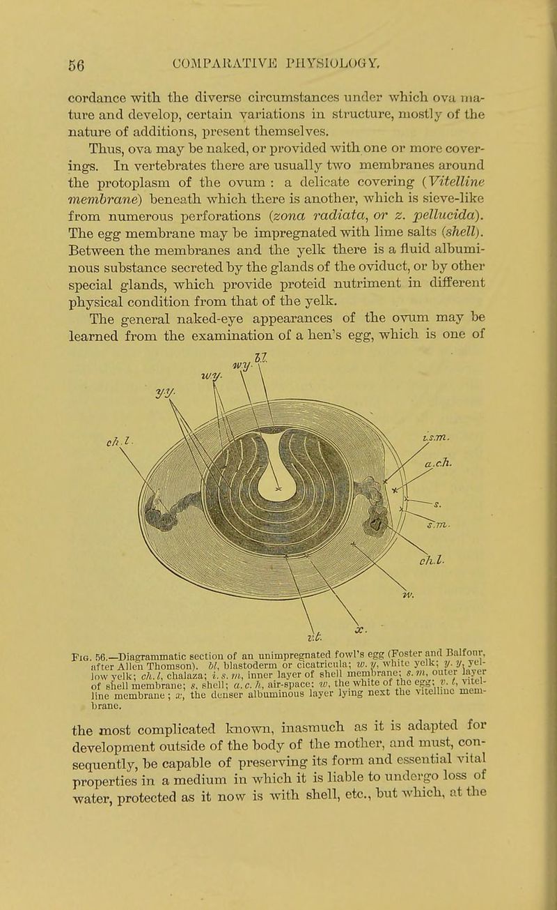 cordance with the diverse cii'cumstances under which ova ma- ture and develop, certain variations in structure, mostly of the nature of additions, present themselves. Thus, ova may he naked, or provided with one or more cover- ings. In vertehrates there are usually two membranes around the protoplasm of the ovum : a delicate covering (Vitelline membrane) beneath which there is another, which is sieve-like from numerous perforations (zona radiata, or z. pellucida). The egg membrane may he impregnated with lime salts (shell). Between the membranes and the yelk there is a fluid albumi- nous substance secreted by the glands of the oviduct, or by other special glands, which provide proteid nutriment in different physical condition from that of the yelk. The general naked-eye appearances of the ovum may be learned from the examination of a hen's egg, which is one of Pig. 56.—Diagrammatic sectiou of an unimpregnated fowl's egg (Foster and Balfonr, after Allen Thomson), bl, blastoderm or cicatricula; w. y, white yelk; 7j. y. yel- low yelk; ch.l. chalaza; i.s.m, inner layer of shell membrane; s.m, outer layer of shell membrane; s. shell; u.c.h, air-space: iv, the white of the egg; r. <,vite^^ line membrane; x, the denser albuminous layer lying nest the vitelline mem- brane. the most complicated Imown, inasmuch as it is adapted for development outside of the body of the mother, and must, con- sequently, be capable of preserving its form and essential vital properties in a medium in which it is liable to undergo loss of water, protected as it now is with shell, etc., but which, at the