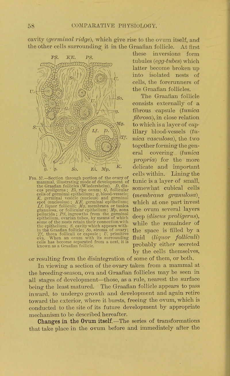 cavity (germinal ridge), which give rise to the ovum itself, and the other cells surrounding it in the Graafian follicle. At first these inversions form L<m£mB:^.<smm^ tubules (egg-tubes) which latter become broken up into isolated nests of cells, the forerunners of the Graafian follicles. The Graafian follicle consists externally of a fibrous capsule (tunica fibrosa), in close relation to which is a layer of cap- illary blood-vessels (tu- nica vasculosa), the two together forming the gen- eral covering (tunica propria) for the more delicate and important cells within. Lining the tunic is a layer of small, somewhat cubical cells (membrana granulosa)^ which at one part invest the ovum several layers deep (discus proligerus), while the remainder of the space is filled by a fluid (liquor folliculi) probably either secreted by the cells themselves, or resulting from the disintegration of some of them, or both. In viewing a section of the ovary taken from a mammal at the breeding-season, ova and Graafian follicles may be seen in all stages of development—those, as a rule, nearest the surface being the least matured. The Graafian follicle appears to pass inward, to undergo growth and development and again retire toward the exterior, where it bursts, freeing the ovum, which is conducted to the site of its future development by appropriate mechanism to be described hereafter. Changes in the Ovum itself.—The series of tr-ansformations that take place in the ovum before and immediately after the Fig. 57.—Section t.lirough portion of the ovary of mammal, illustrating mode of development of the Graafian follicles (Wiedersheim). D, dis- cus proligerus ; Ei. ripe ovum; (?, follicular cells of germinal epithelium; 17, blood-vessels; K, germinal vesicle (nucleus) and germinal spot (nucleolus); KE, geruiinal epithelium; Lf, liquor folliculi; Mg, membrana or tunica granulosa, or follicular epithelium; 3fp, zona pellucida; PS, ingrowths from the germinal epithelium, ovarian tubes, by means of which some of the nests retain their connection with the epithelium; S. cavity which appears with- in the Graafian follicle; So, stroma of ovary; Tf, theca folliculi or capsule ; U, primitive ova. When an ovum with its surrounding cells has become separated from a nest, it is known as a Graafian follicle.