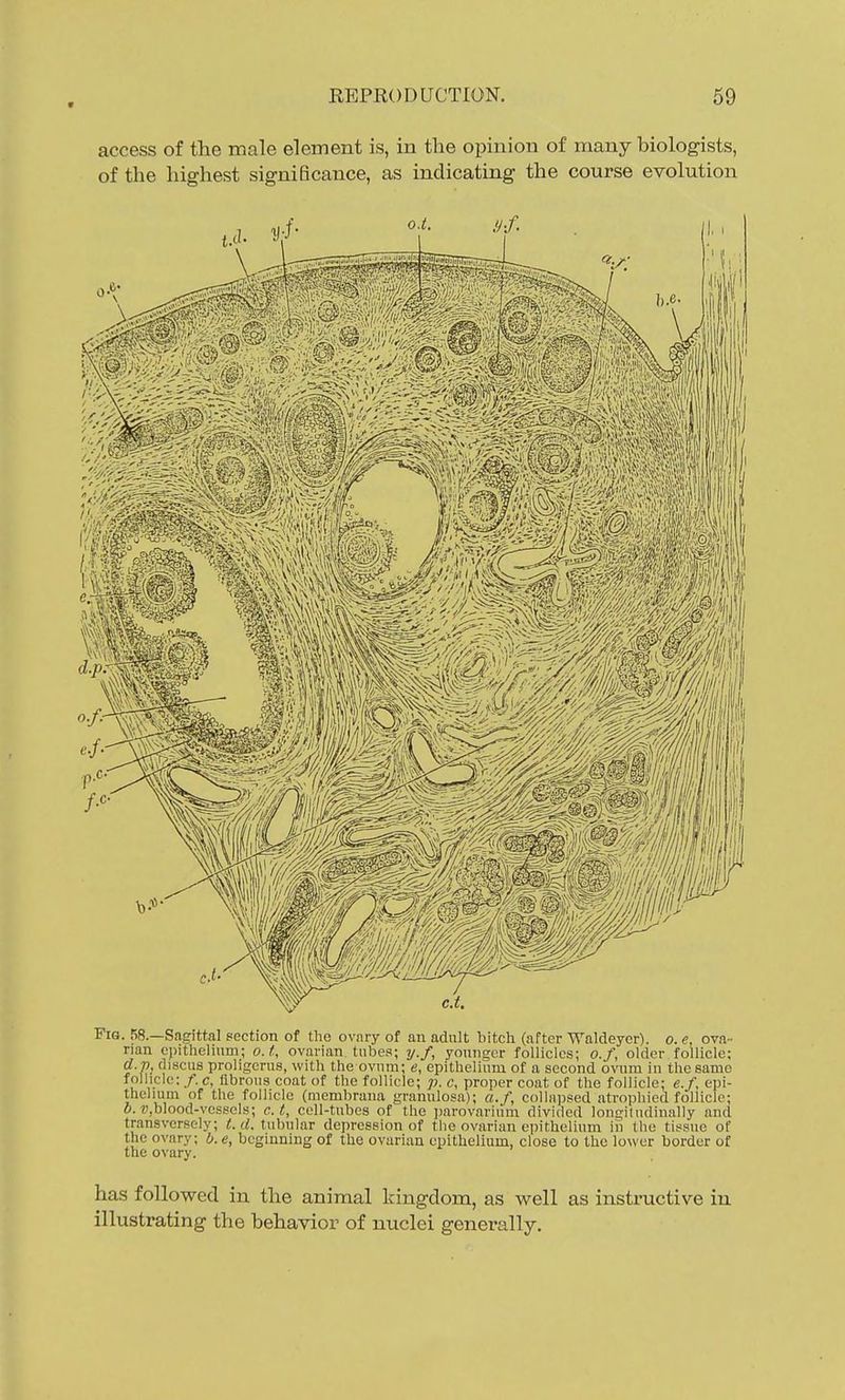 access of the male element is, in the opinion of many biologists, of the highest significance, as indicating the course evolution Fig. 58.—Sagittal section of the ovary of an adult bitch (after Waldeyer). o. e, ova- rian epithelium; o.t, ovarian tubes; ij.f, younger follicles; o.f, older follicle; d.p, discus proligcrus, with the ovum; e, epithelium of a second ovum in the same follicle: /. c, fibrous coat of the follicle; p. c, proper coat of the follicle; e.f, epi- thelium of the follicle (mcmbrana granulosa); «./, collaijsed atrophied follicle; 0. ■Wjblood-vessels; c. t, cell-tubes of the parovarium divided longitudinally and transversely; t. d. tubular depression of the ovarian epithelium ifi the tissue of the ovary; b.e, beginning of the ovarian epithelium, close to the lower border of the ovary. has followed in the animal kingdom, as well as instructive in illustrating the behavior of nuclei generally.