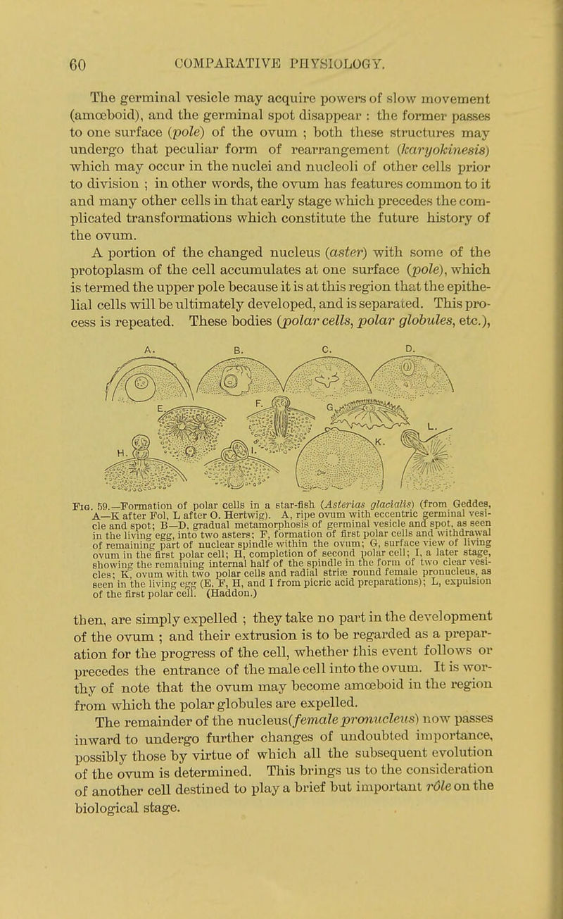 The germinal vesicle may acquire powers of slow movement (amoeboid), and the germinal spot disappear : the former passes to one surface {pole) of the ovum ; both these structures may undergo that peculiar form of rearrangement (karyokinesis) which may occur in the nuclei and nucleoli of other cells prior to division ; in other words, the ovum has features common to it and many other cells in that early stage which precedes the com- plicated transformations which constitute the future history of the ovum. A portion of the changed nucleus (aster) with some of the protoplasm of the cell accumulates at one surface (pole), which is termed the upper pole because it is at this region that the epithe- lial cells will be ultimately developed, and is separated. This pro- cess is repeated. These bodies {polar cells, polar globules, etc.), Fig 59 —Formation of polar cells in a star-flsli (Asierias glaclalis) (from Geddes, A—K after Fol, L after O. Hertwig). A, ripe ovum with eccentric germinal vesi- cle and spot; B—D, gradual metamorpliosisi of germinal vesicle and spot, as seen in the living egg, into two asters; F, formation of first polar cells and withdrawal of remaining part of nuclear spindle within the ovum; G, surface view of living ovum in the first polar cell; H, completion of second polar cell; I, a later stage, showing the remaining internal half of the spindle in the form of two clear vesi- cles; K, ovum with two polar cells and radial strife round female pronucleus, as seen in the living egg (E. F, H, and I from picric acid preparations); L, expulsion of the first polar cell. (Haddon.) then, are simply expelled ; they take no part in the development of the ovum ; and their extrusion is to be regarded as a prepar- ation for the progress of the cell, whether this event follows or precedes the entrance of the male cell into the ovum. It is wor- thy of note that the ovum may become amoeboid in the region from which the polar globules are expelled. The remainder of the mxc\eu?.{fer)iale pronucleus) now passes inward to undergo further changes of undoubted importance, possibly those by virtue of which all the subsequent evolution of the ovum is determined. This brings us to the consideration of another cell destined to play a brief but important 7'dteonthe biological stage.