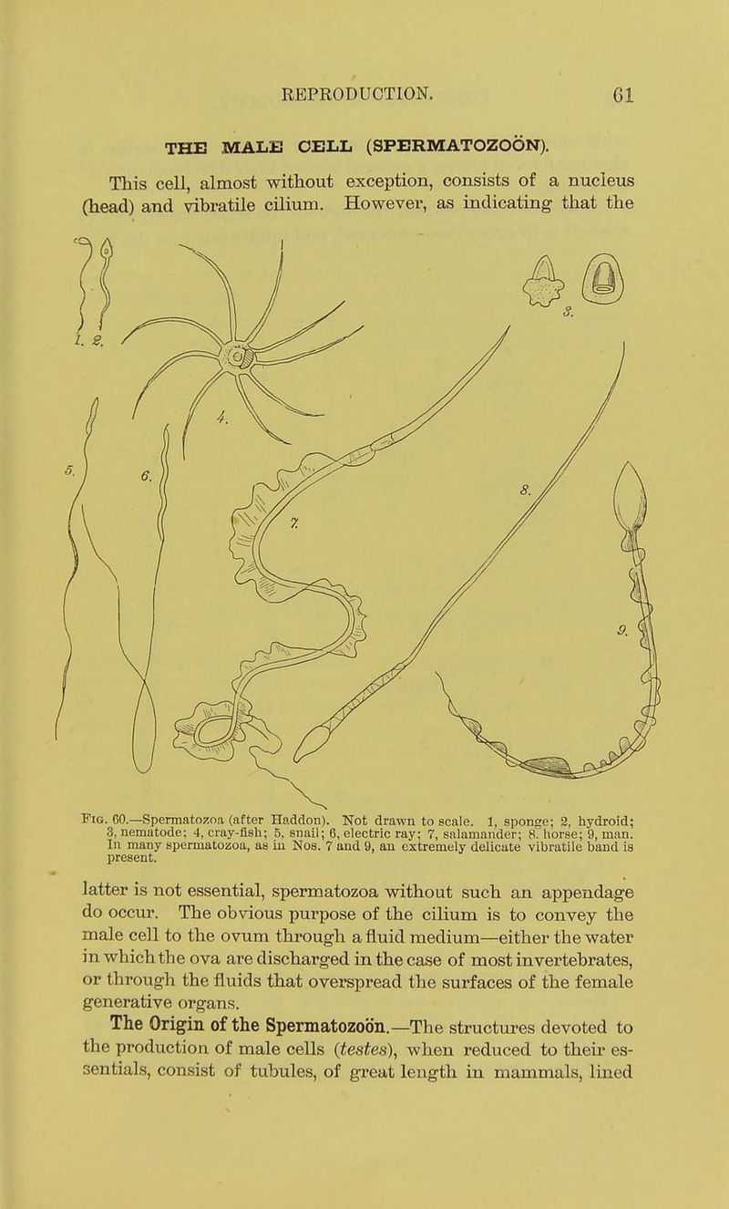THE MALE CELL (SPERMATOZOON). This cell, almost without exception, consists of a nucleus (head) and vibratile cilium. However, as indicating that the Fig. 60.—Spermatozoa (after Haddon). Not drawn to scale. 1, sponge; 2, hydroid; 3, nematode: 4, cray-flsh; 5, snail; 6, electric ray; 7, salamander; 8. horse; 9, man. In many spermatozoa, as iu Nos. 7 and 9, an extremely delicate vibratile band is present. latter is not essential, spermatozoa without such an appendage do occur. The obvious purpose of the cilium is to convey the male cell to the ovum through a fluid medium—either the water in which the ova are discharged in the case of most invertebrates, or through the fluids that overspread the surfaces of the female generative organs. The Origin of the Spermatozoon.—The structures devoted to the production of male cells {testes\ when reduced to their es- sentials, consist of tubules, of great length in mammals, lined