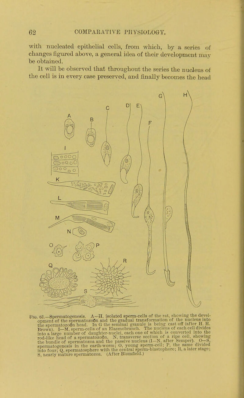 with nucleated epithelial cells, from which, by a series of changes figured above, a general idea of their development may be obtained. It will be observed that throughout the series the nucleus of the cell is in every case preserved, and finally becomes the head t'lG 61 —Spermatogenesis. A—H, isolated spenn-cells of the rat, showing the devel- opment of the spermatozoon and the gradual transformation of the nucleus into the spermatozoon head. In G the seminal granule is being cast oflE (after H. H. Brown) I—M, Bpcrm-cclls of an Elasmobranch. The nticlciKS of each cell divides into a large number of daughter-nuclei, each one of which is converted into the rod-like head of a spermatozoon. N, transverse section of a ripe cell, shmving the bundle of spermatozoa and the passive nucleus (I—N. after Semper). 0--S, spermatogenesis in the earth-worm; O, young sperm-cell; P, the same divided into four; Q, spermatosphere with the central sperin-blastophorc; K, a later stage; S, nearly mature spermatozoa. (After Blomfleld.)